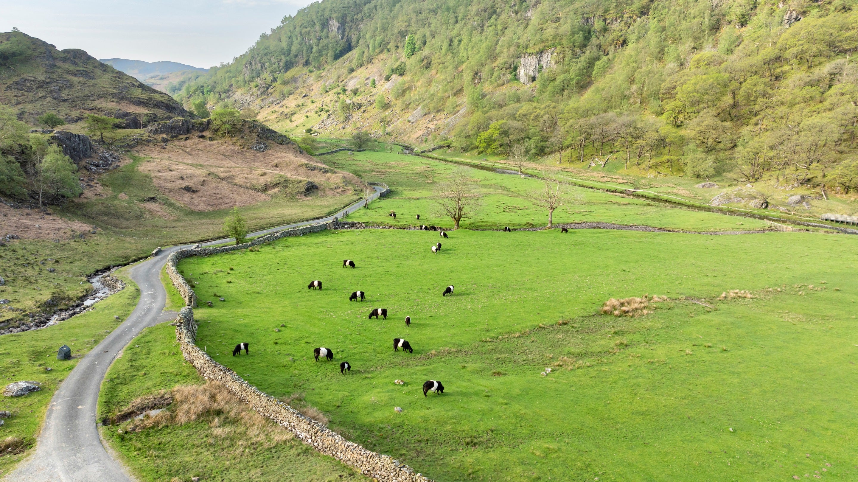 Belted galloway grazing next to woodland pasture of Ashness farm in the Borrowdale valley