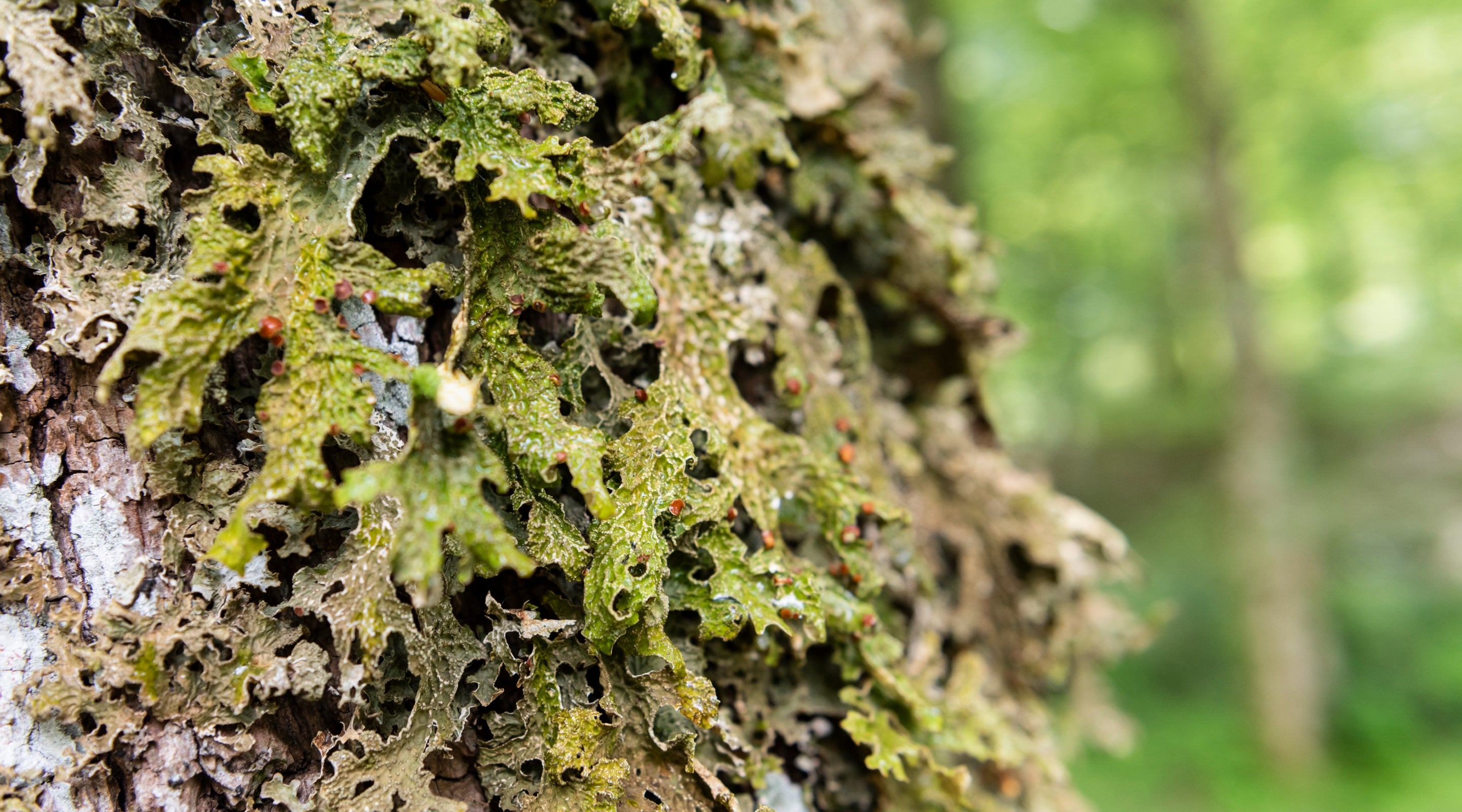Lobaria Pulmonaria or Lungwort on an oak tree in the Borrowdale rainforest