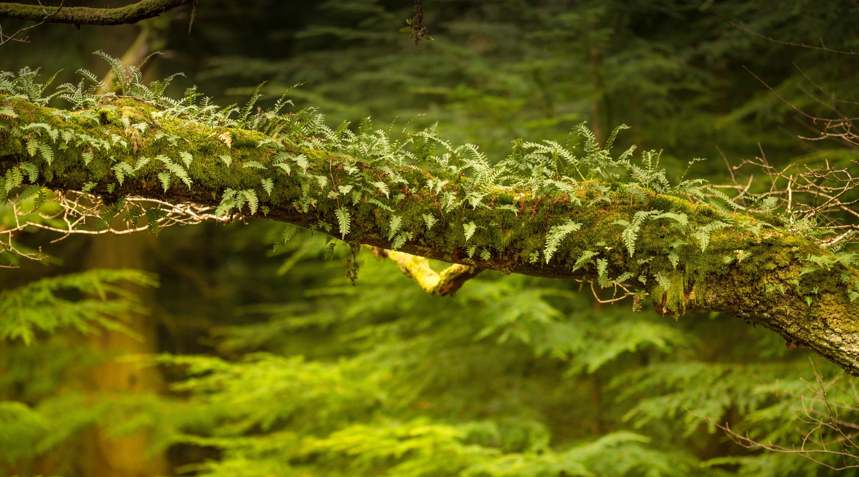 Lush mosses and other epiphytic plants growing on a branch in the Borrowdale temperate rainforest