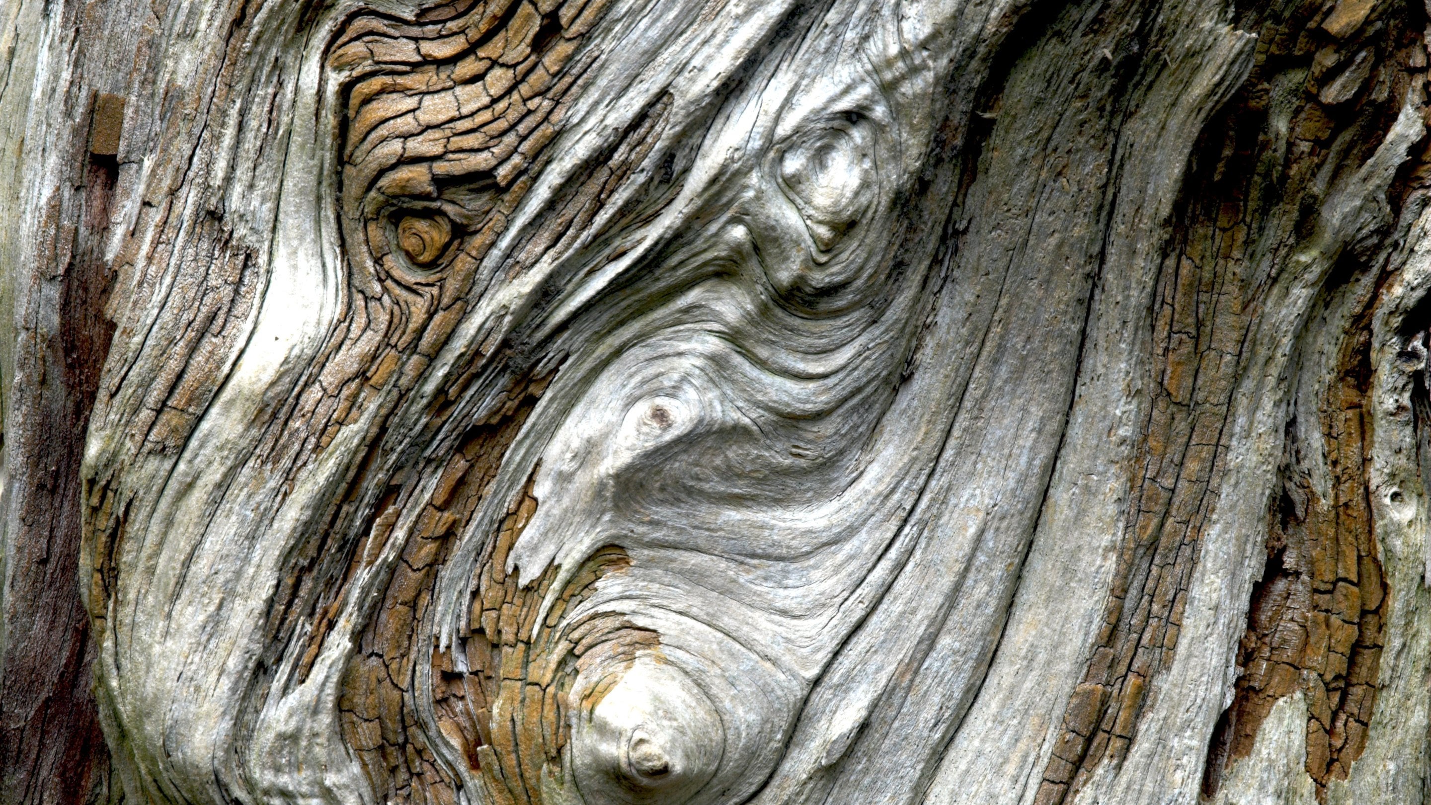 Close up of the swirls on an ancient tree trunk