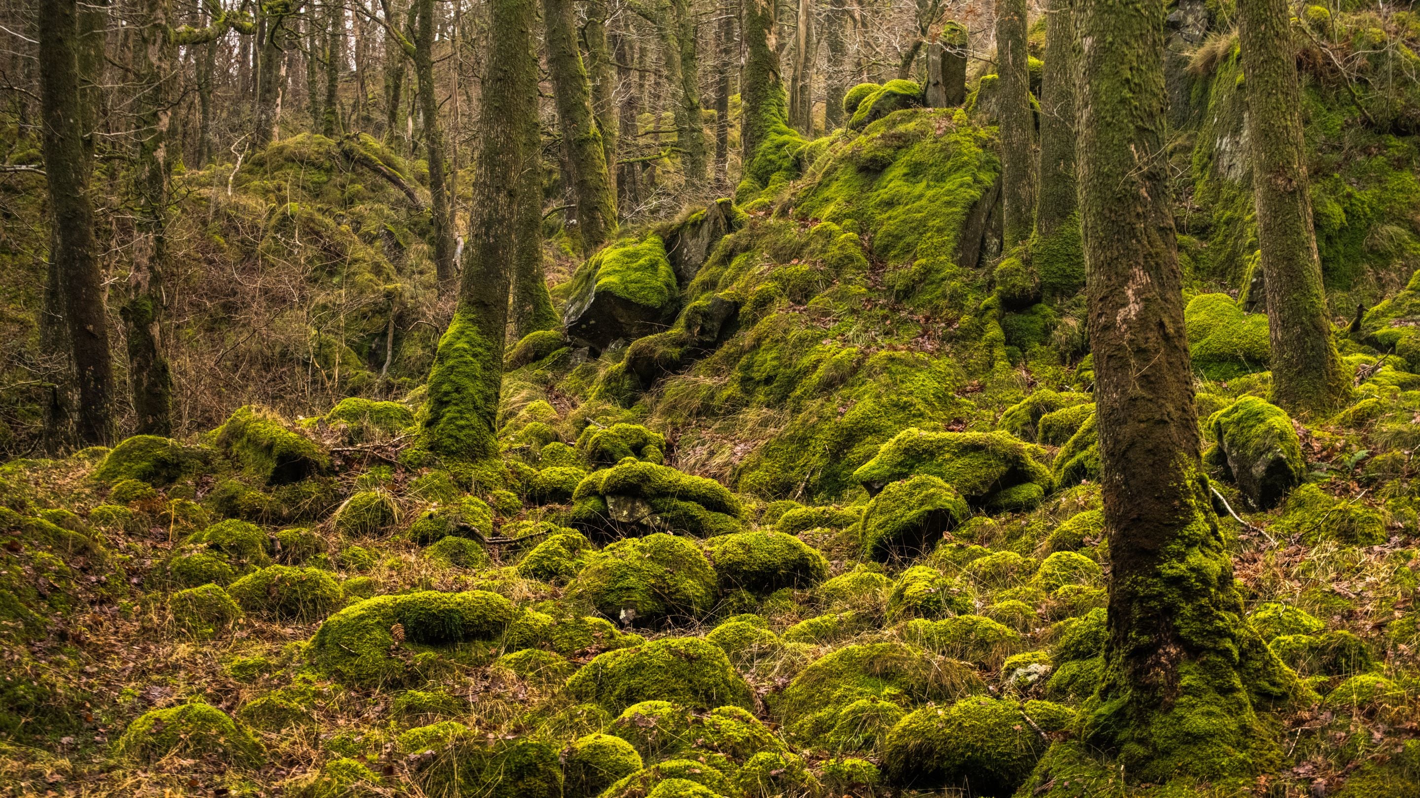 Sessile oak woodland with mosses, lichens and bryophytes in winter, Borrowdale, Cumbria