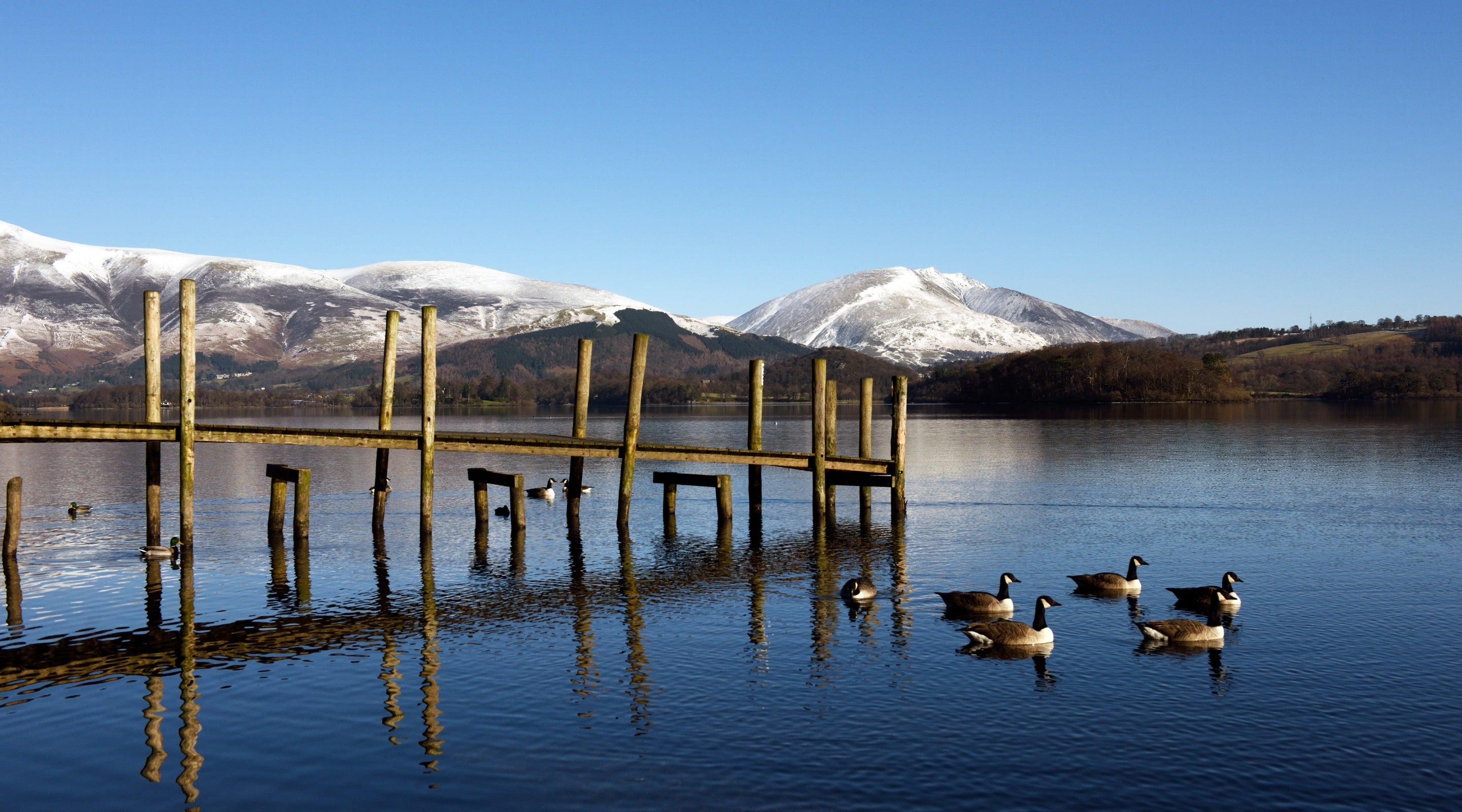 A group of Canadian geese floating near Brandlehow jetty on a sunny winter's day with views of the snow dusted mountains behind