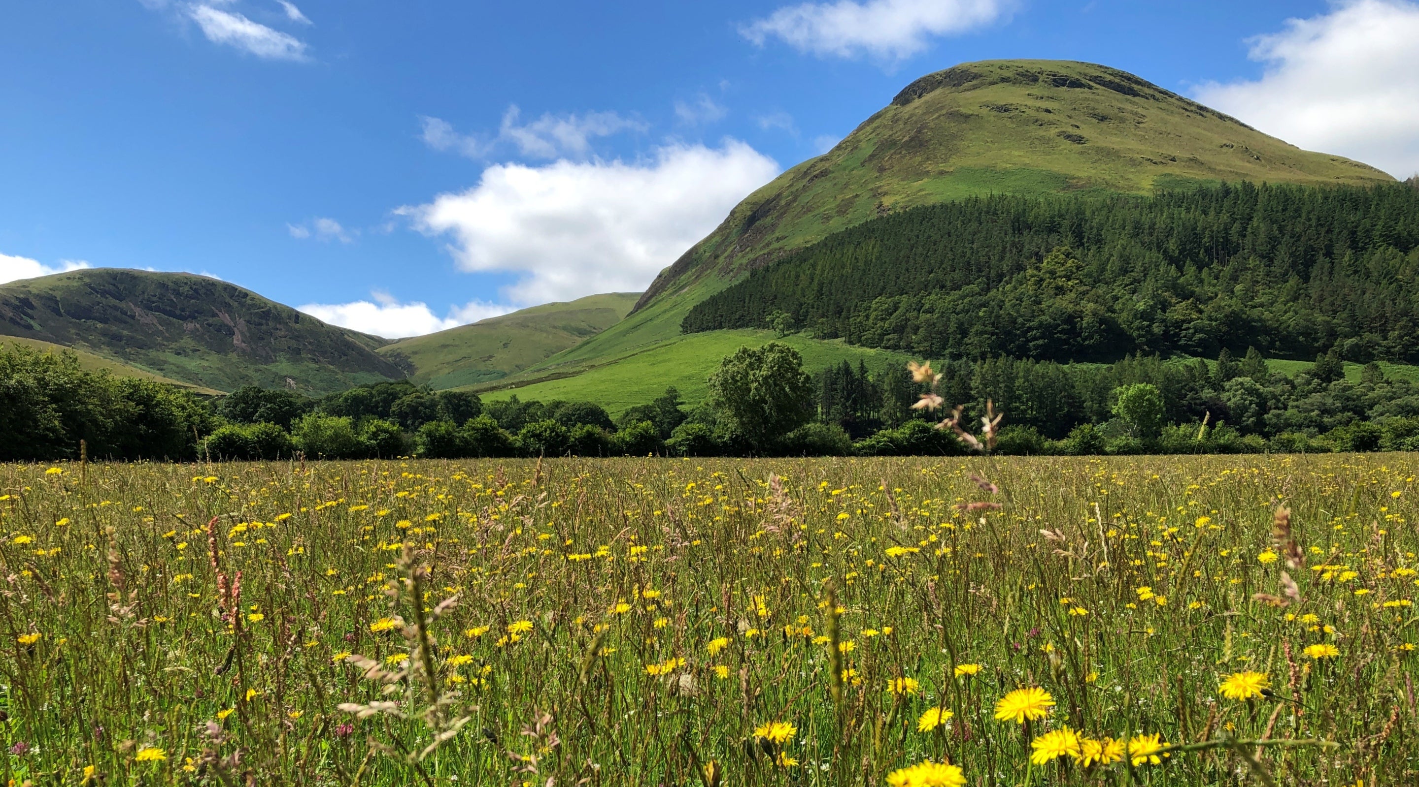 Loweswater hay meadow in bloom with views out to the fells