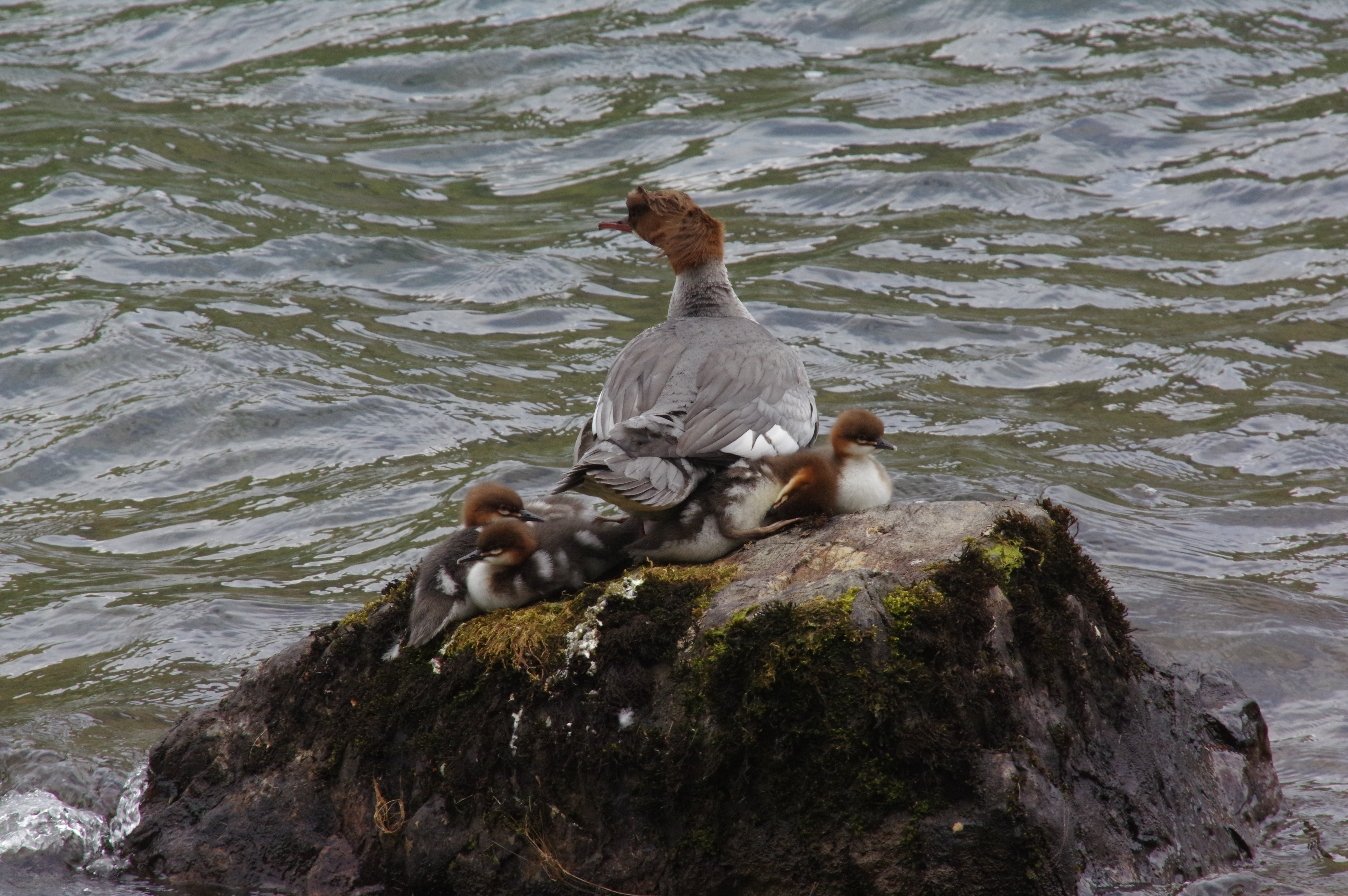 Water bird the red breasted merganser sits on a rock with her young
