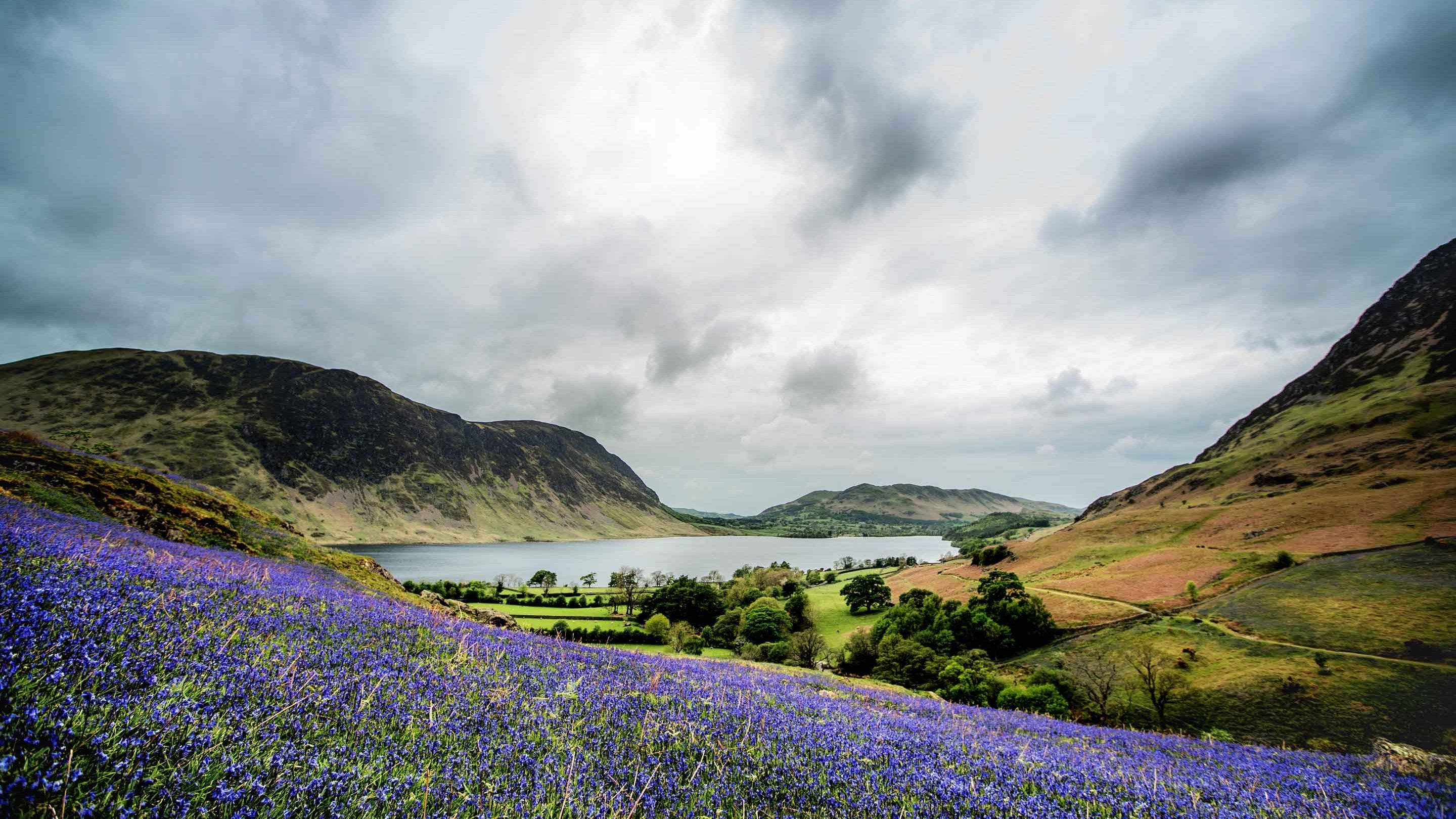 A swathe of bluebells at Rannerdale just off Buttermere Valley with lake and mountains in background