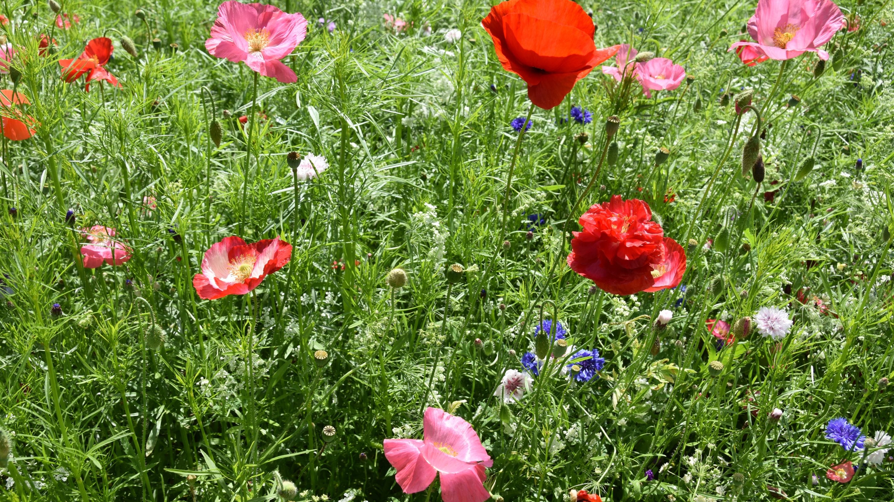 Close-up of wild poppies and cornflowers in the meadow at Fell Foot, Cumbria