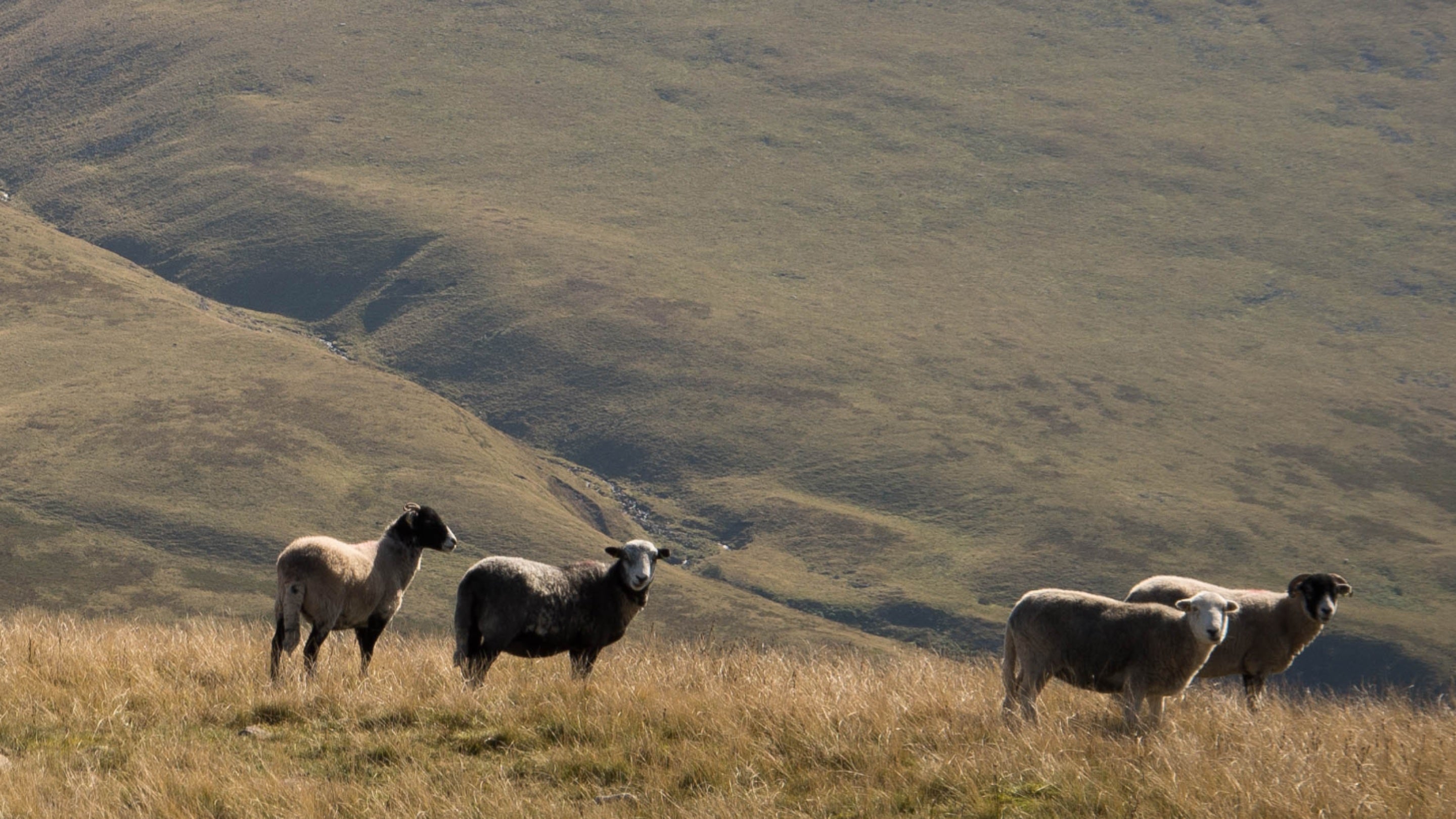 View of sheep including Herdwick and Swaledale sheep on Kinniside Common, Ennerdale, Lake District