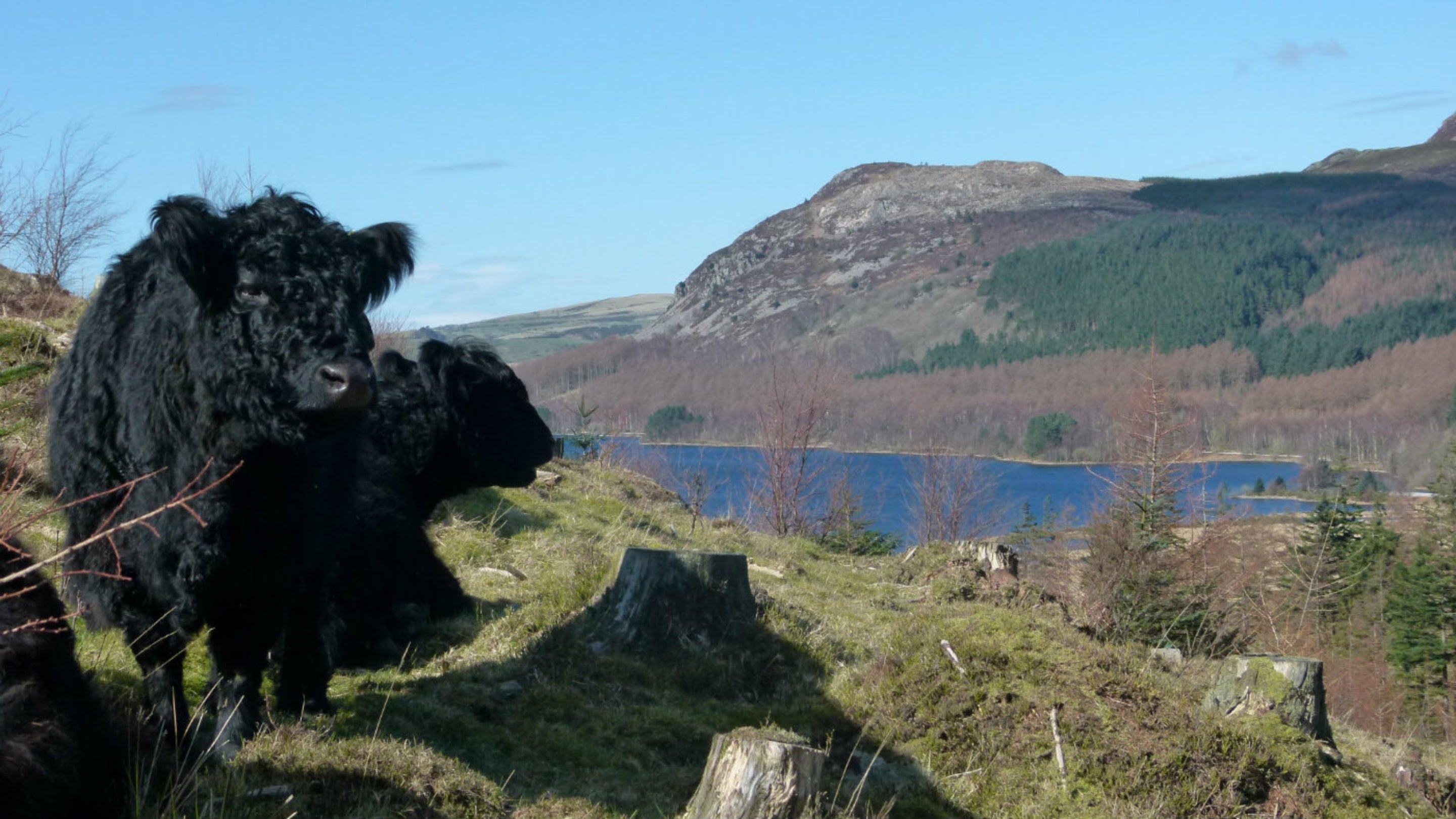 Two Black Galloway cattle stand on the fellside with Ennerdale water behind them.