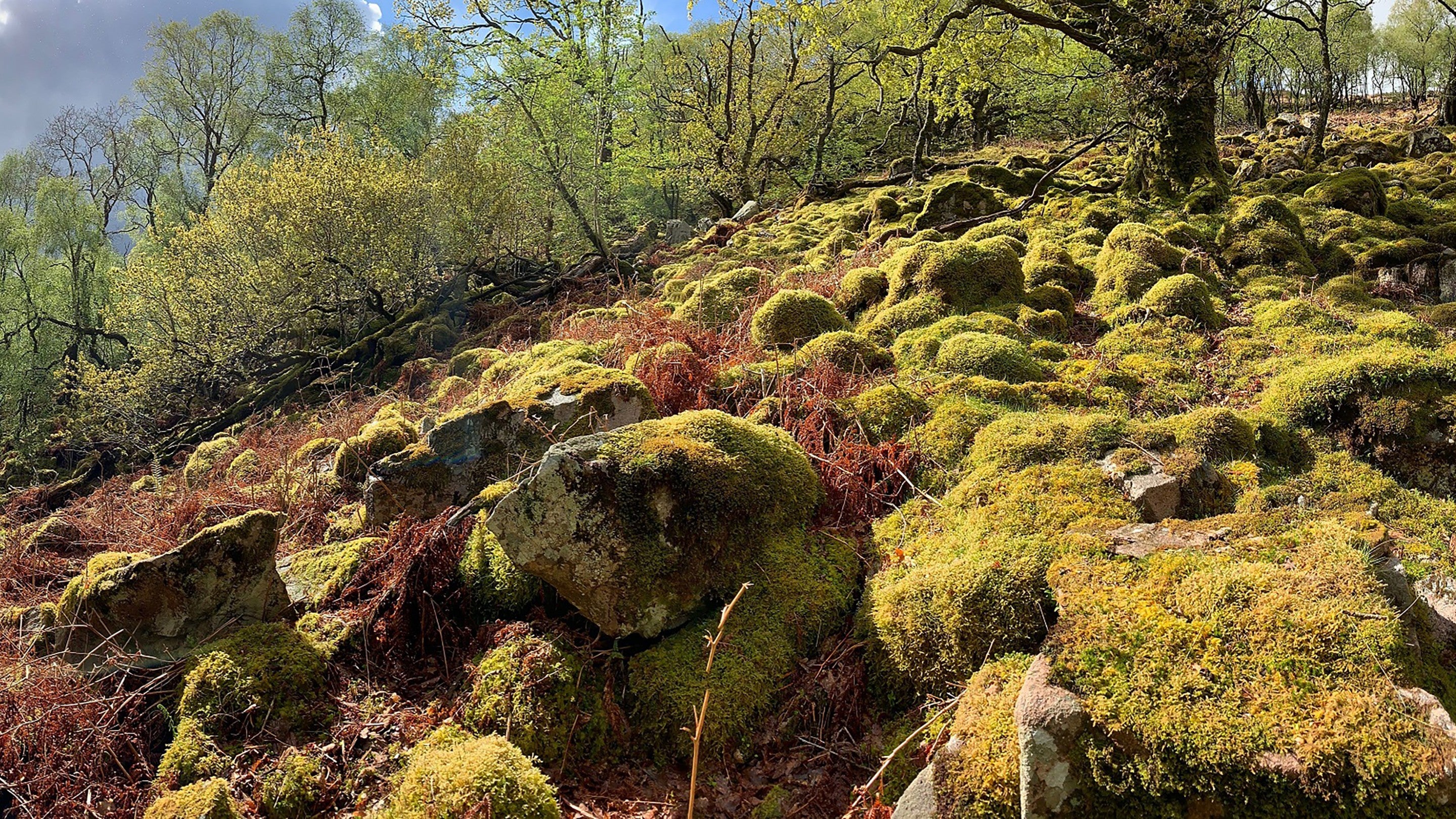 A panoramic view of a woodland just coming into leaf with a lush mossy floor and brown bracken