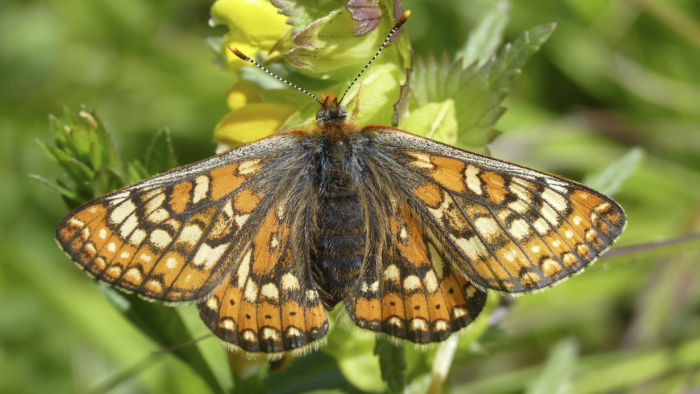 Female Marsh Fritillary butterfly