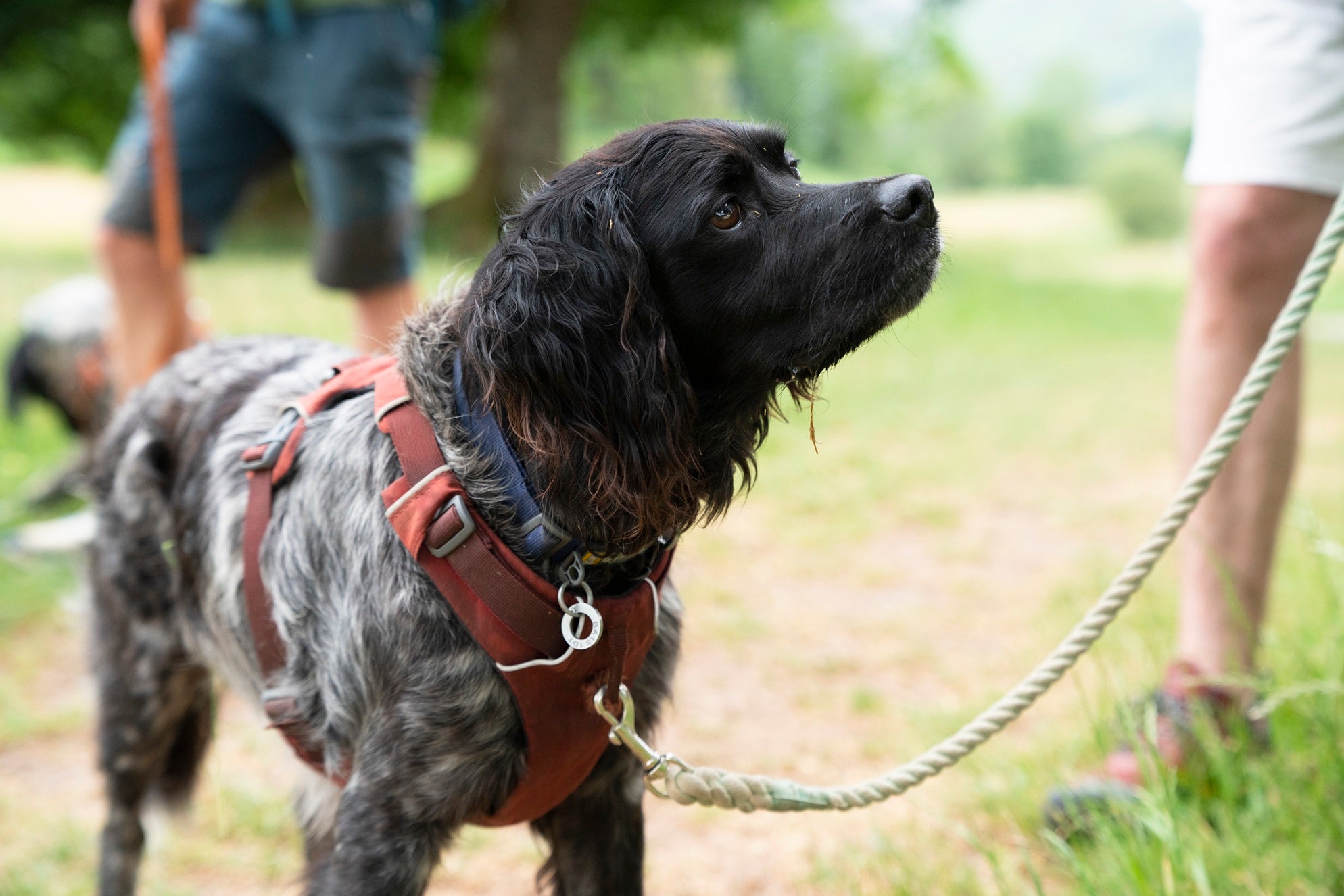 Black-and-white dog wearing a red harness on a lead, standing outdoors in a grassy park with people nearby.