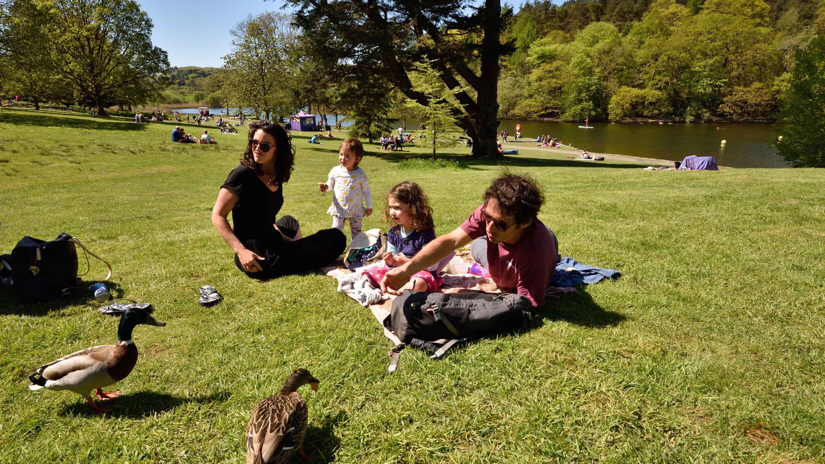 A family enjoying a picnic on the lawn and feeding the ducks, with the lake and other visitors visible in the background