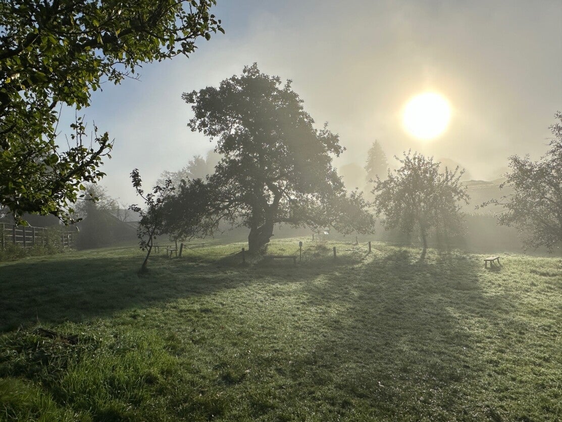 The orchard at Hill Top in autumn
