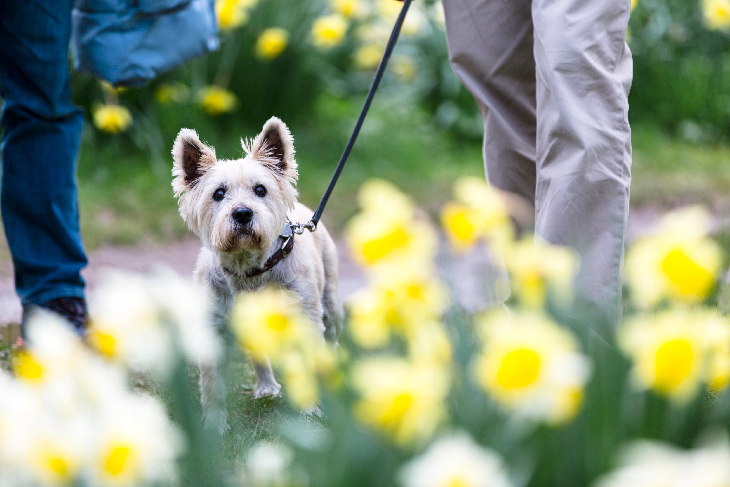 Dog walking in daffodils