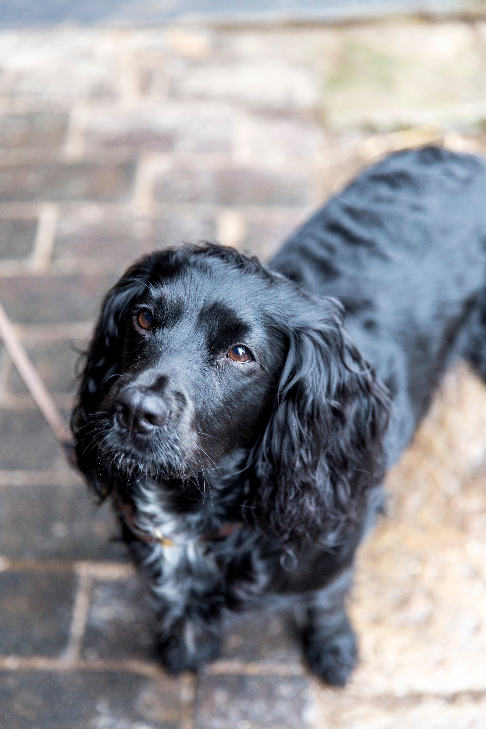 Dogs welcome at Hill Top