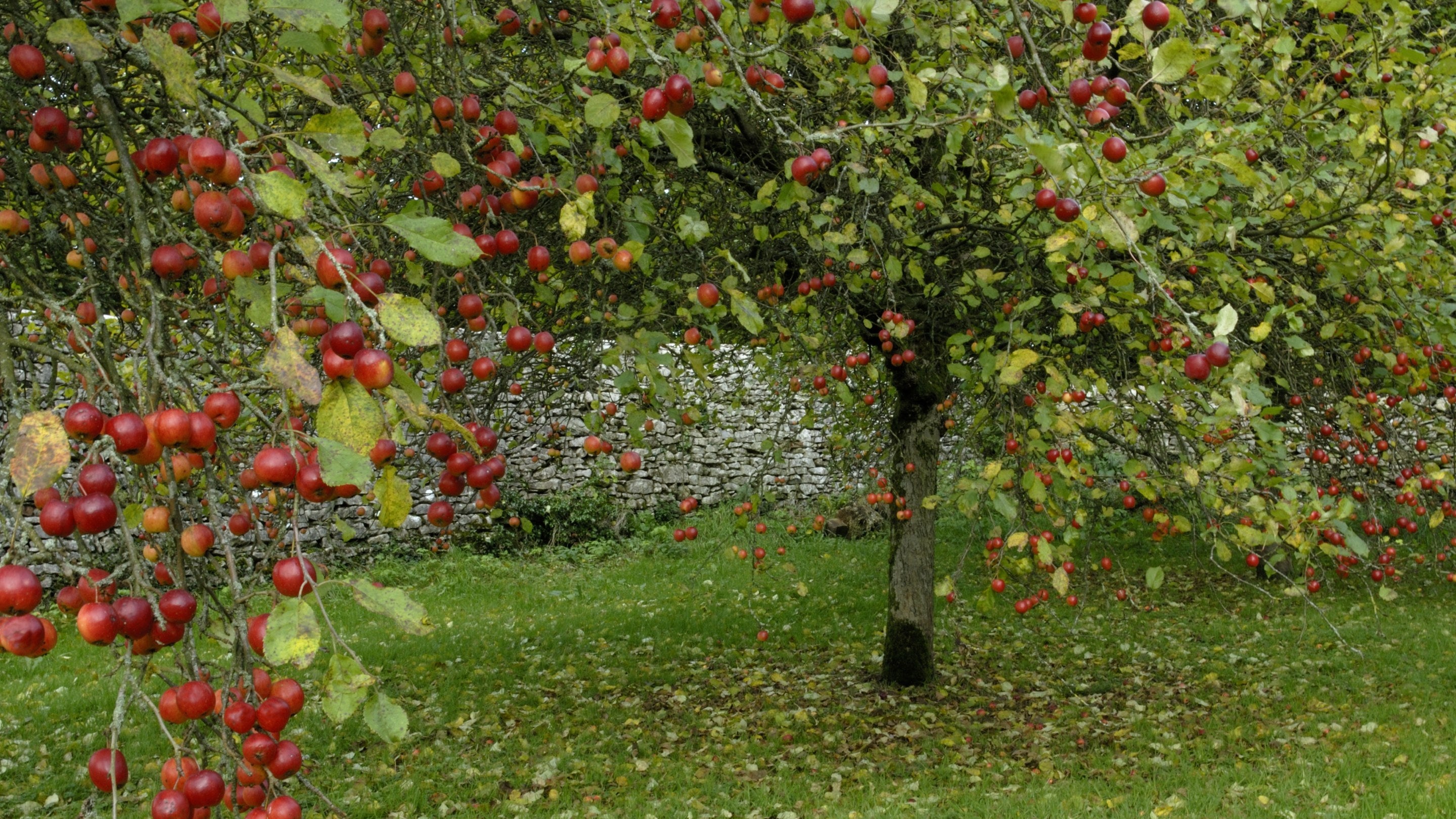 A tree laden with crab apples standing in an orchard