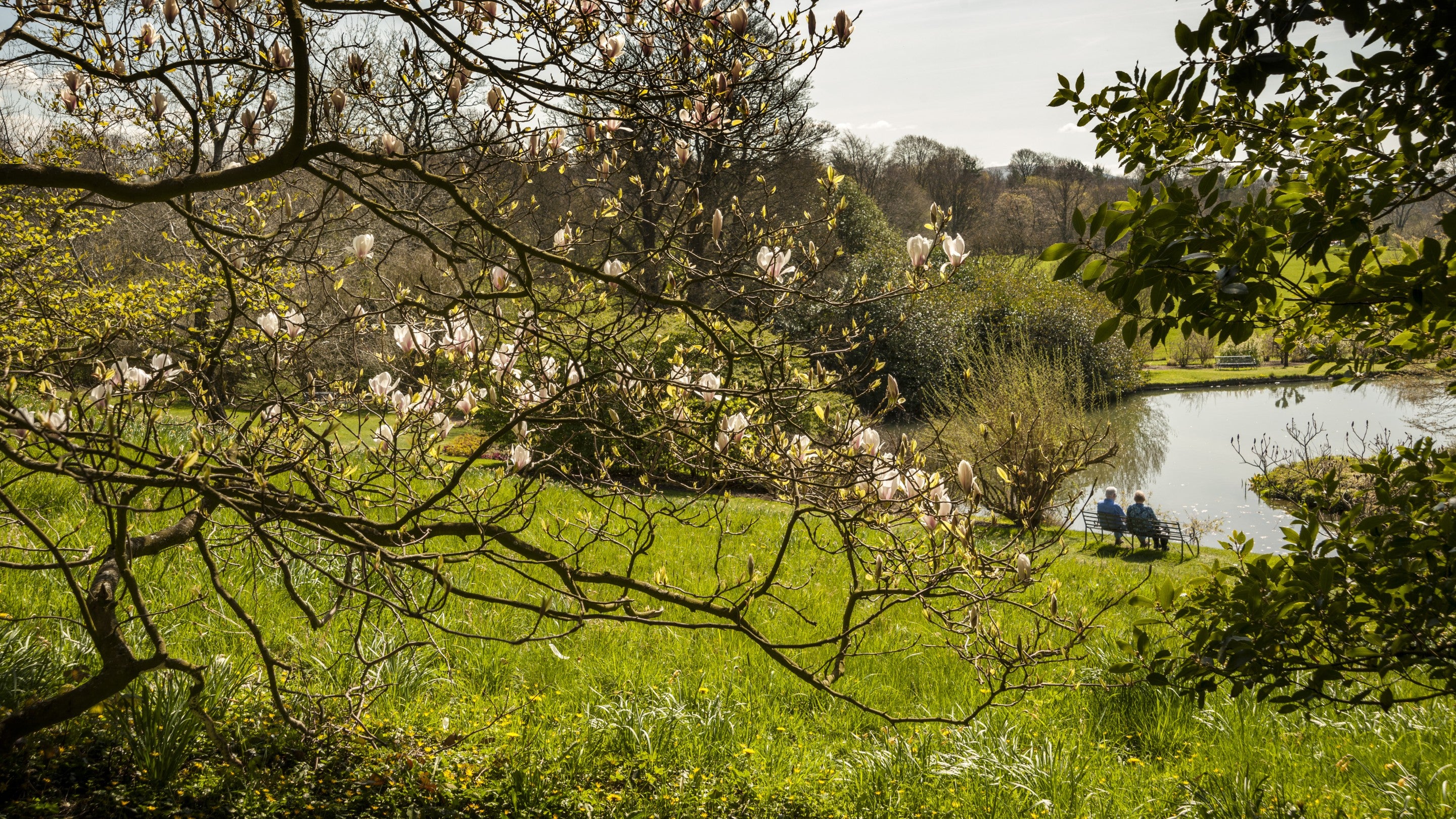 A view from under the blossom tree of a couple relaxing on a bench by the Mirror Lake at Sizergh, Cumbria
