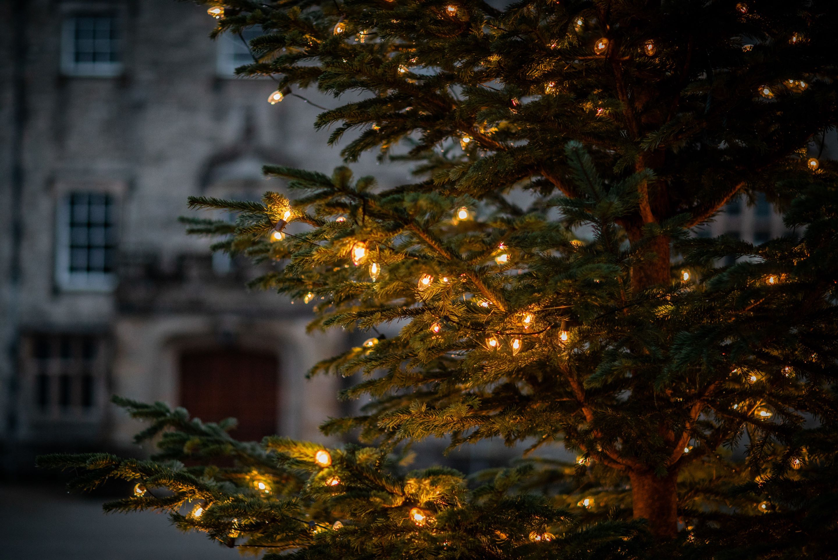 Close up of white lights on a Christmas tree.