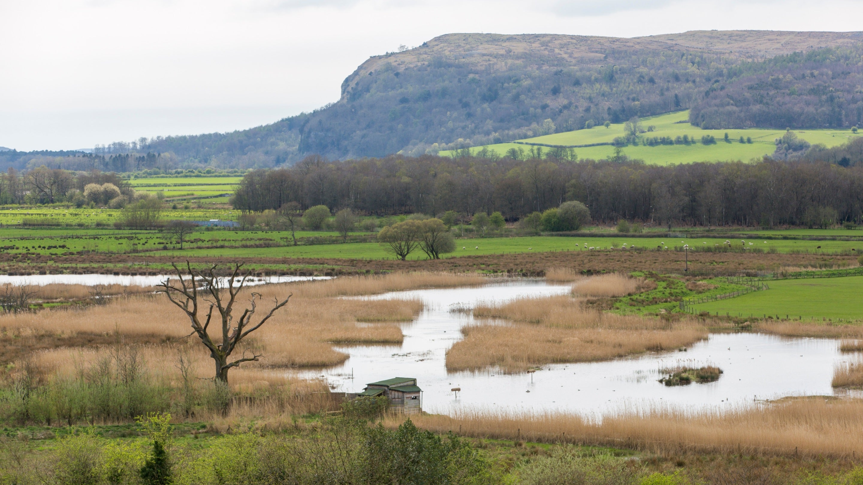 A section of wetland with fields and hills behind it