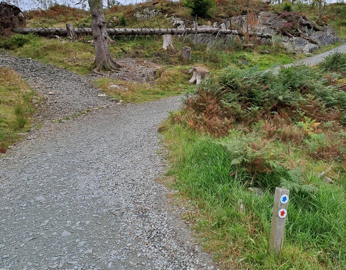 Image showing the waymarked path on the Tarn Hows to Black Crag trail