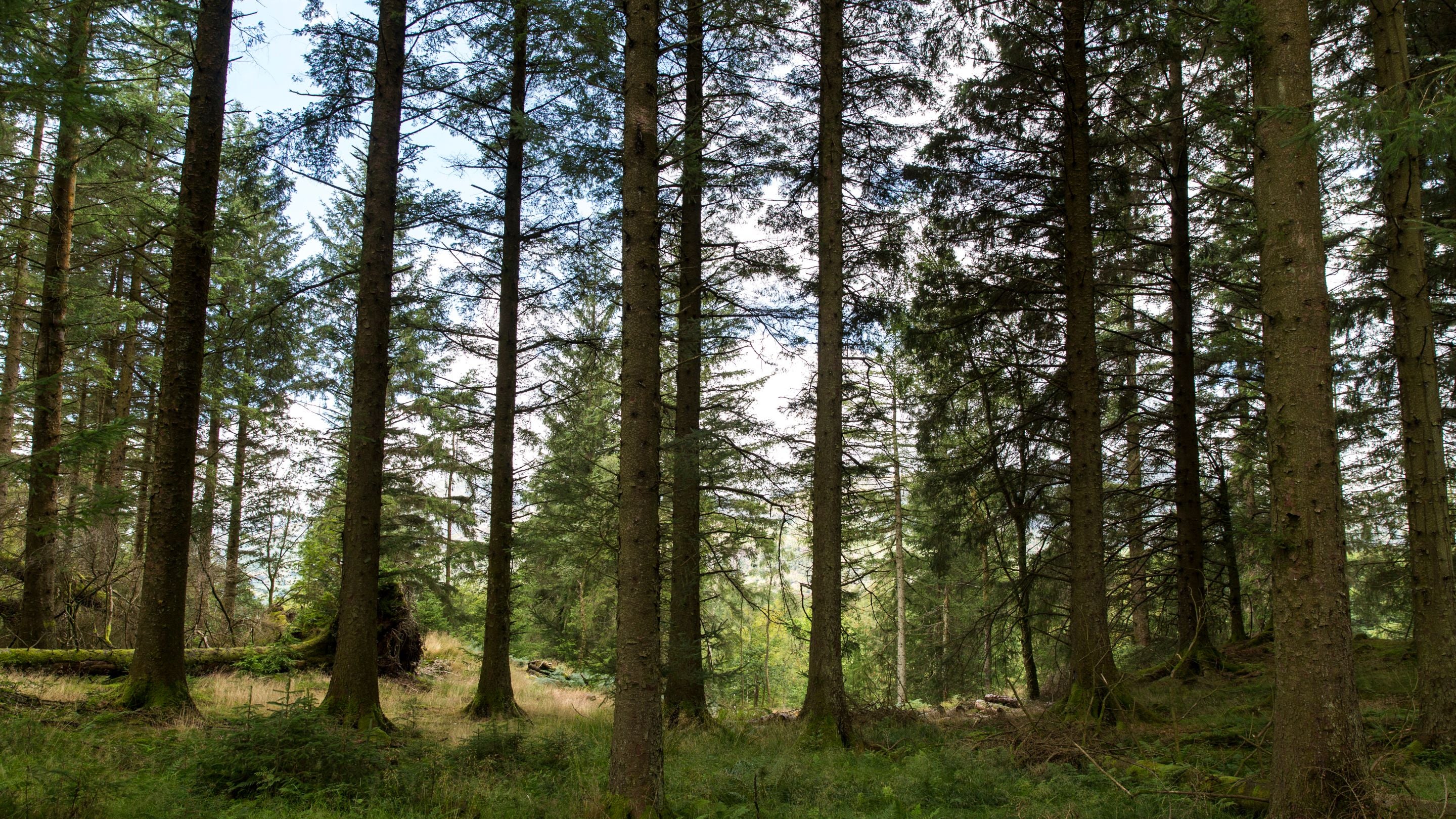 Larch woodland at Tarn Hows, Cumbria