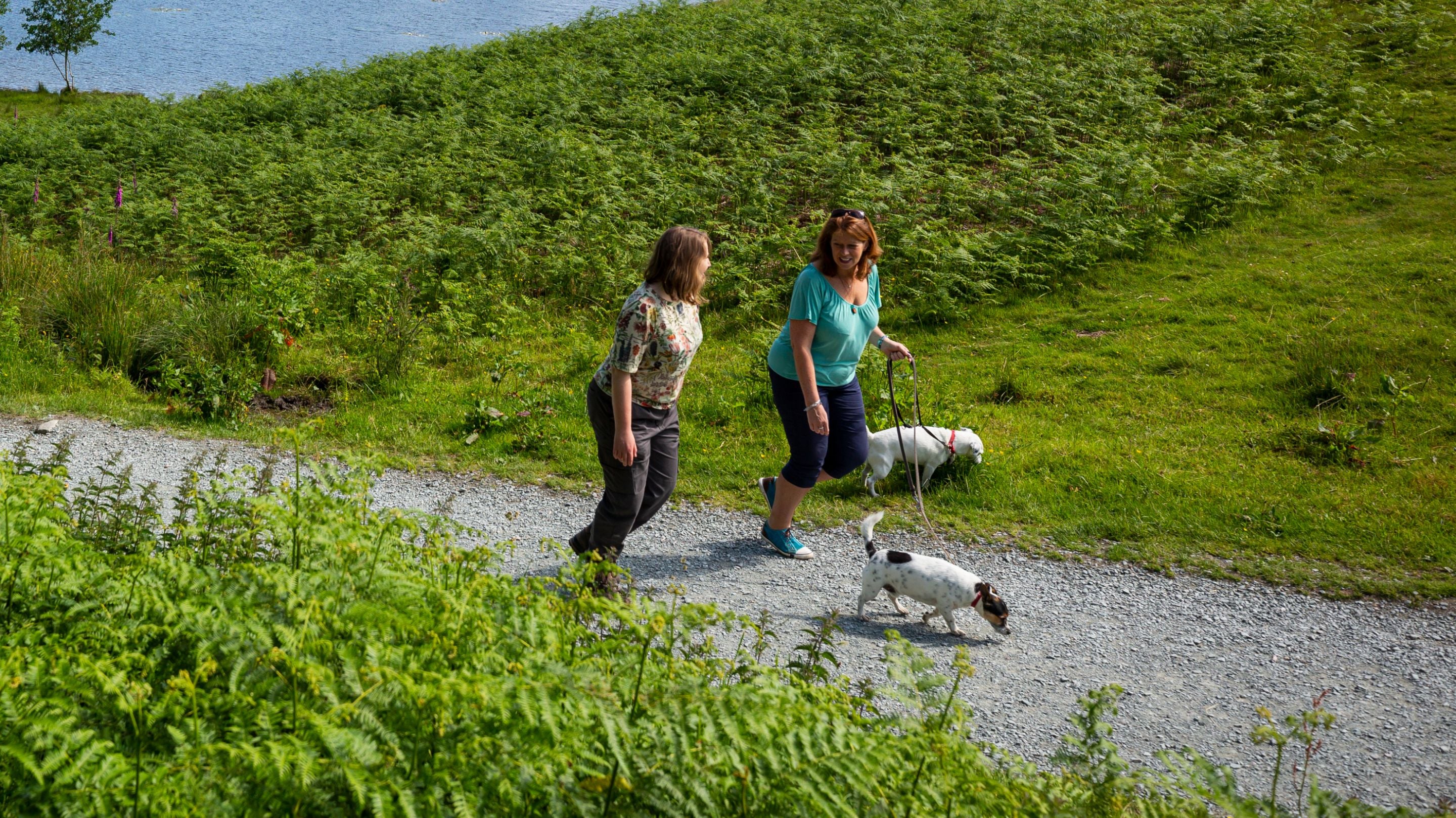 Visitors and their dogs exploring the circular walk at Tarn Hows, Lake District