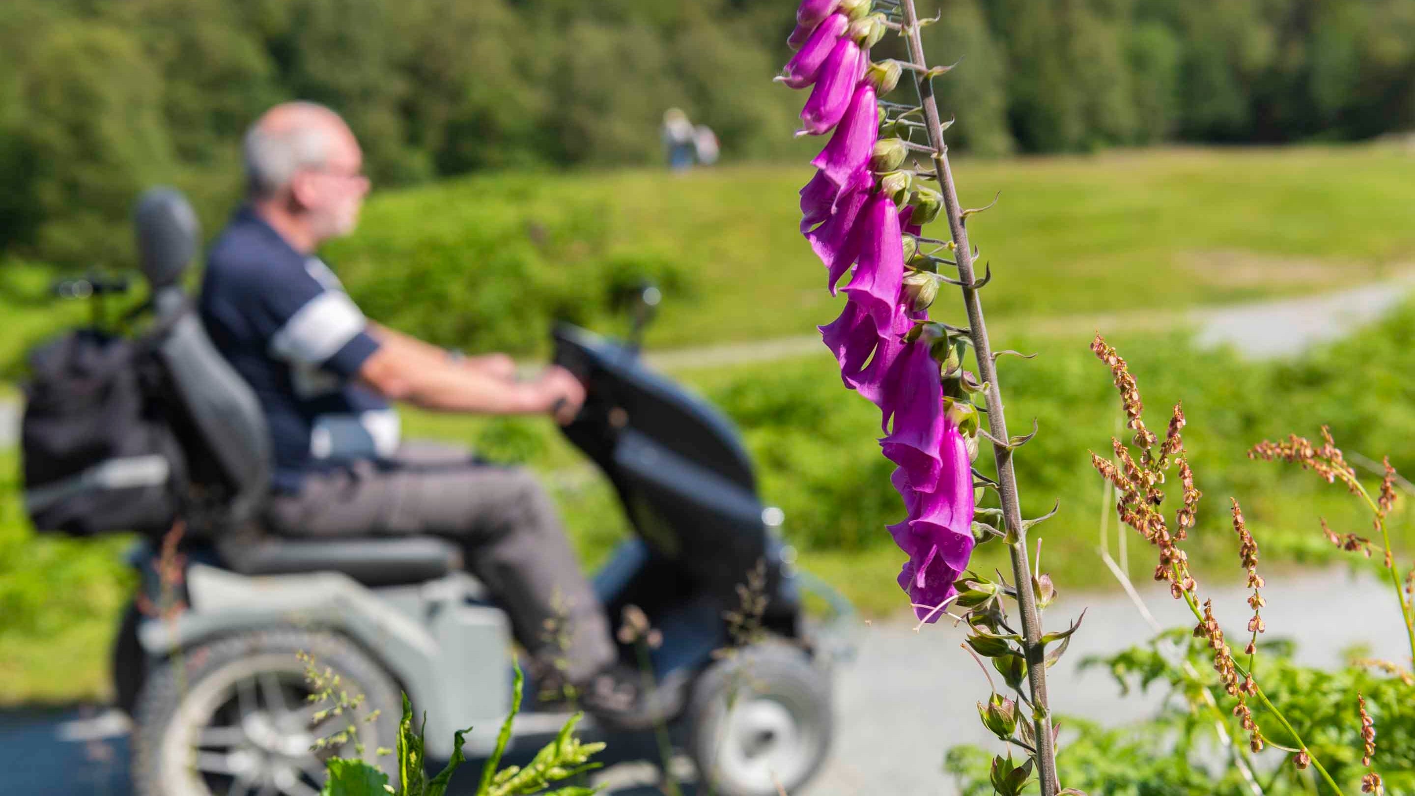 A man using a tramper in the background with a foxglove plant in front