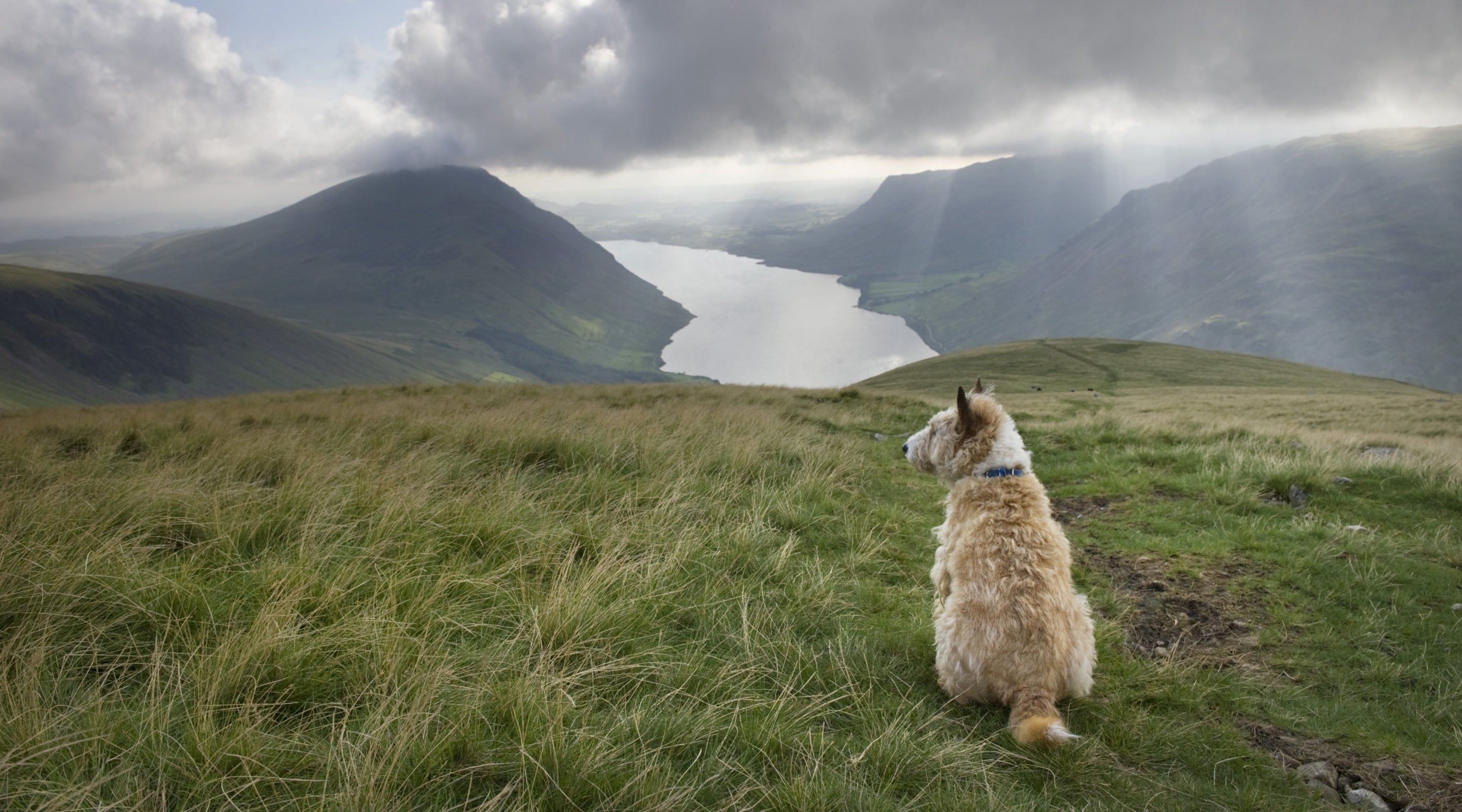 A little terrier sitting in the fells looking down at Wastwater below
