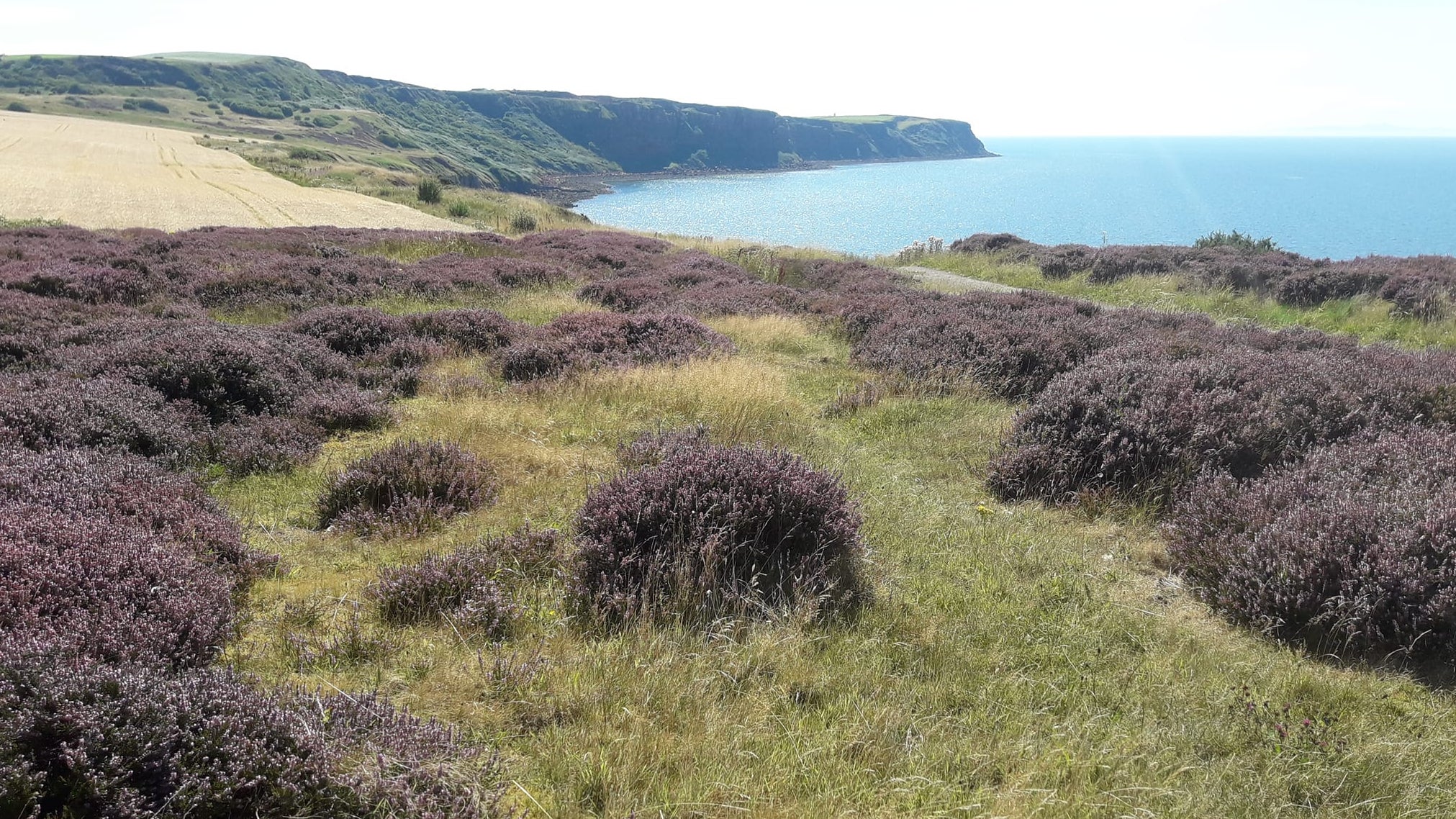 Purple heathland near the cliffs of the Whitehaven Coast with the sea in the background