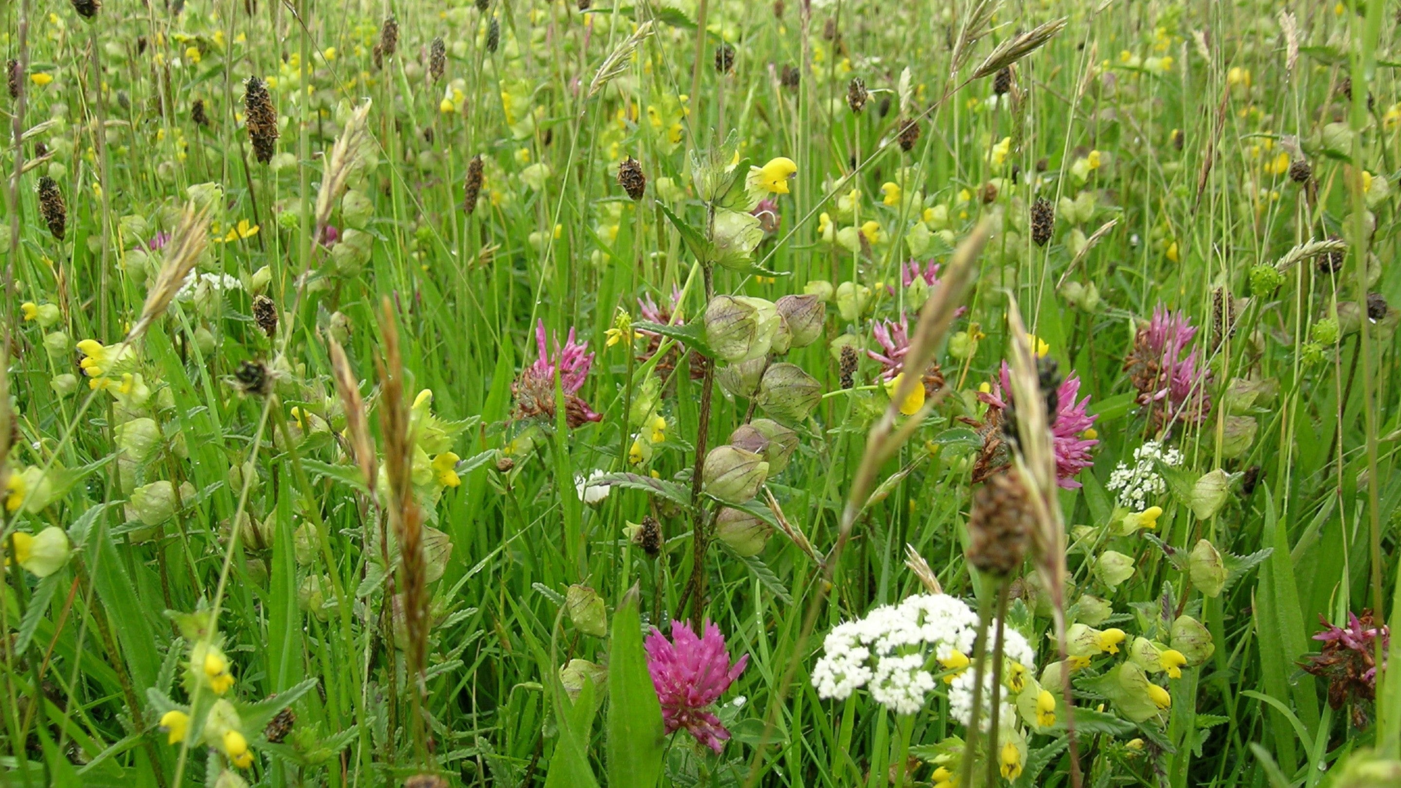 Closeup of wildflowers in the meadows along the Whitehaven Coast