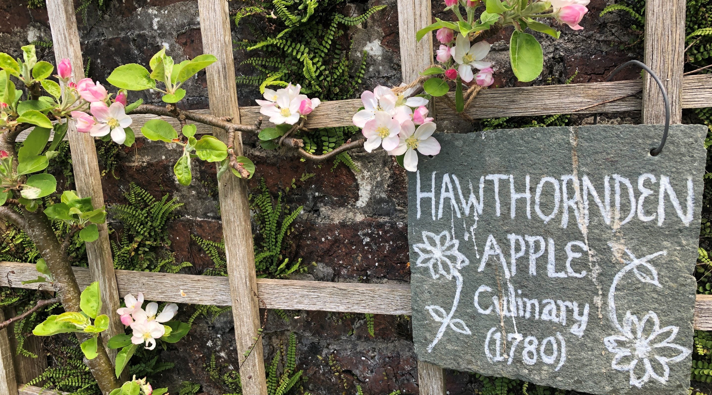 Espaliered Hawthornden apple blossom with slate sign against a brick wall in the garden