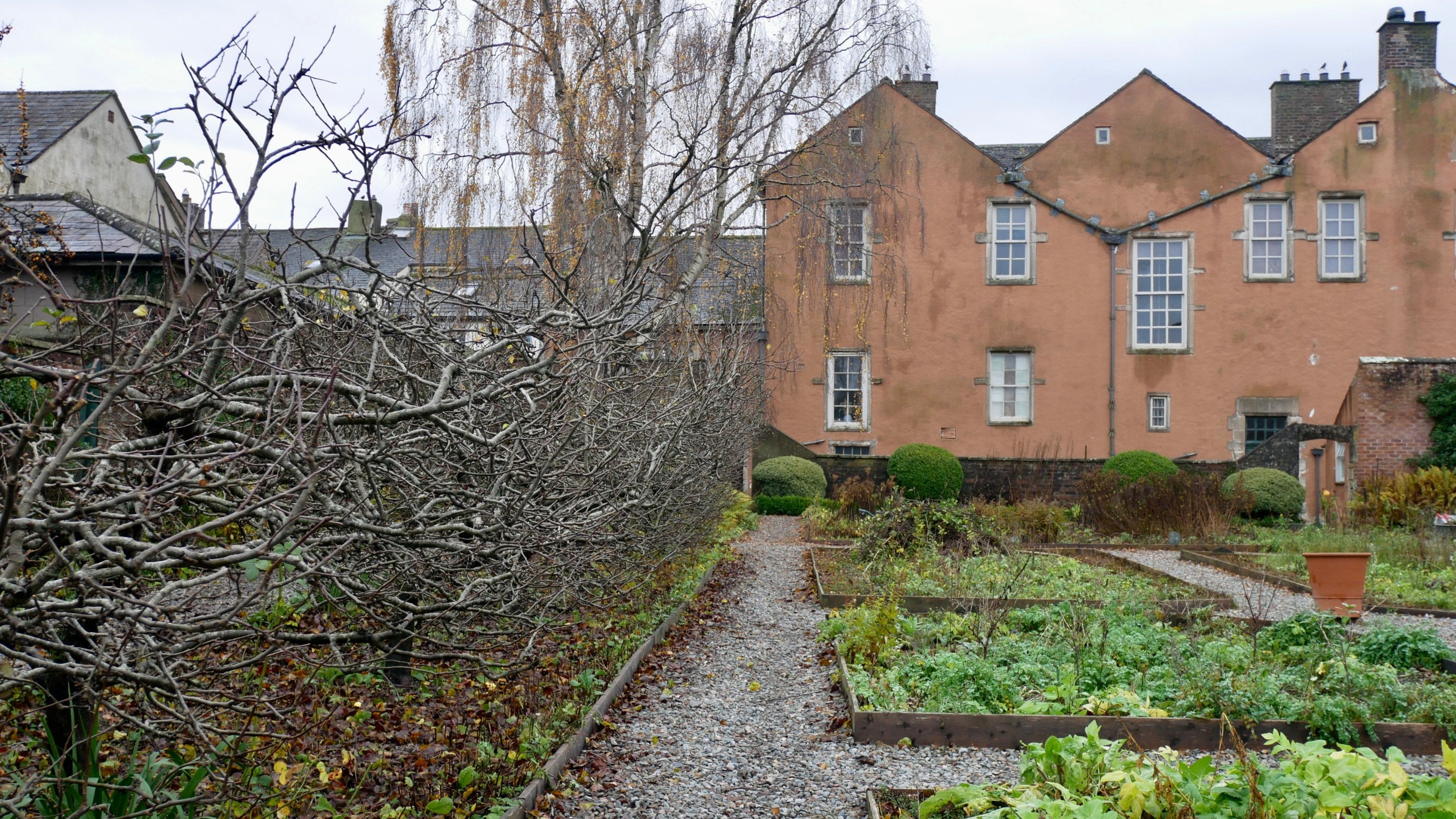 Freshly pruned apple trees in the garden in later November in the garden at Wordsworth House, Cockermouth