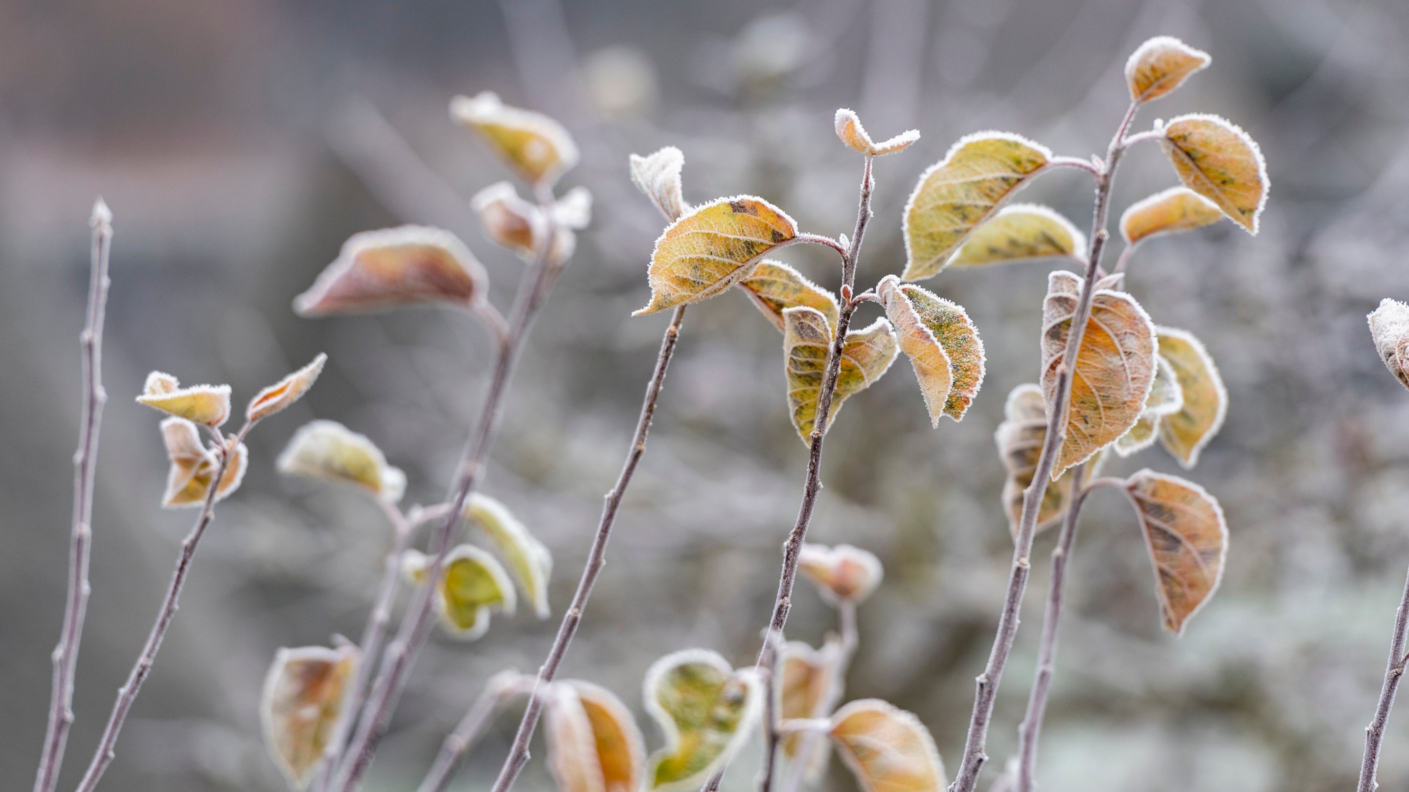 Frost covered leaves in the garden during winter