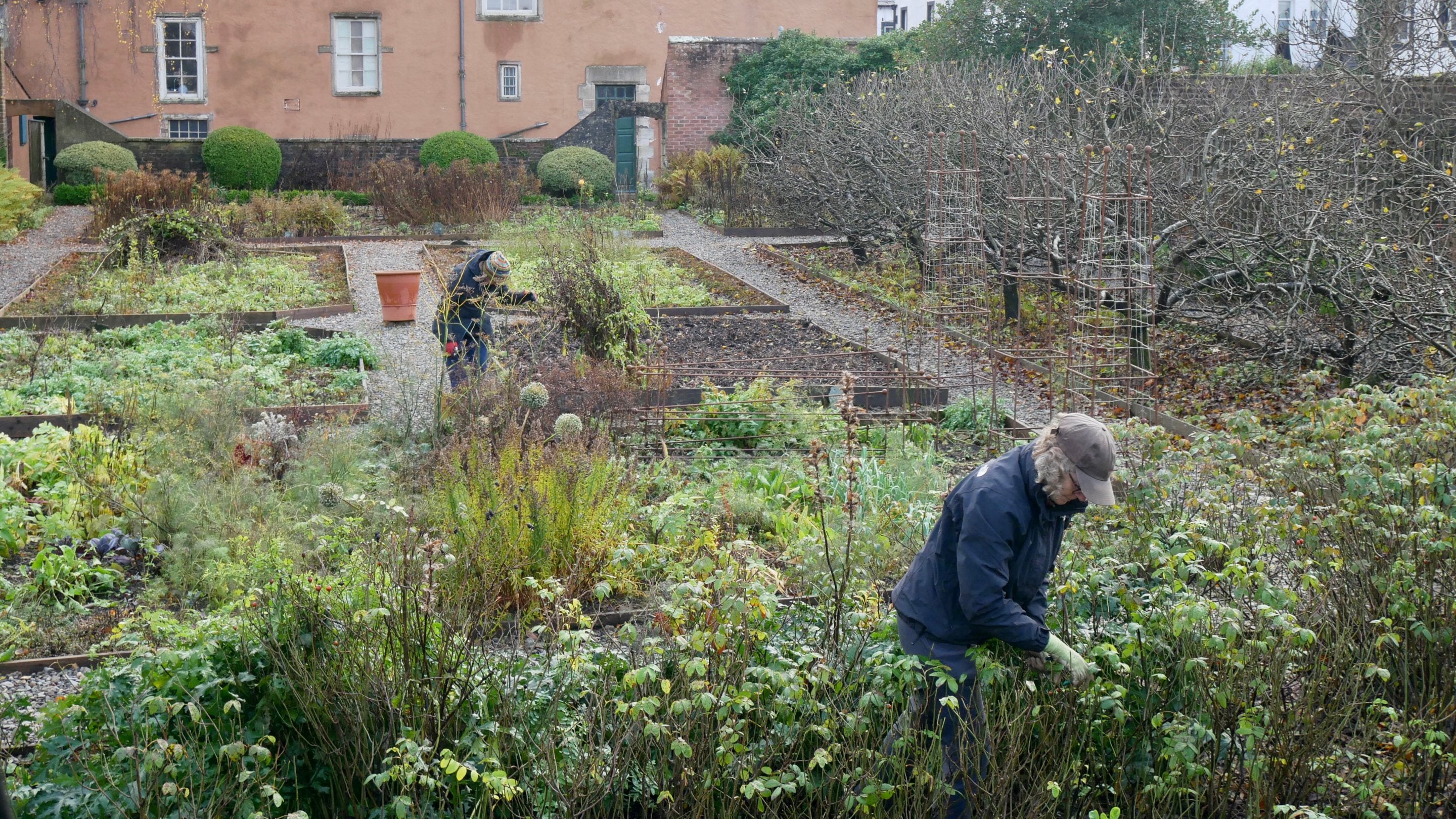 Two volunteers work in the garden at Wordsworth House in late November, lightly pruning roses