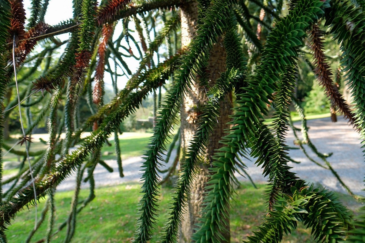 Spiky leaves of the Monkey Puzzle Tree in the grounds at Wray