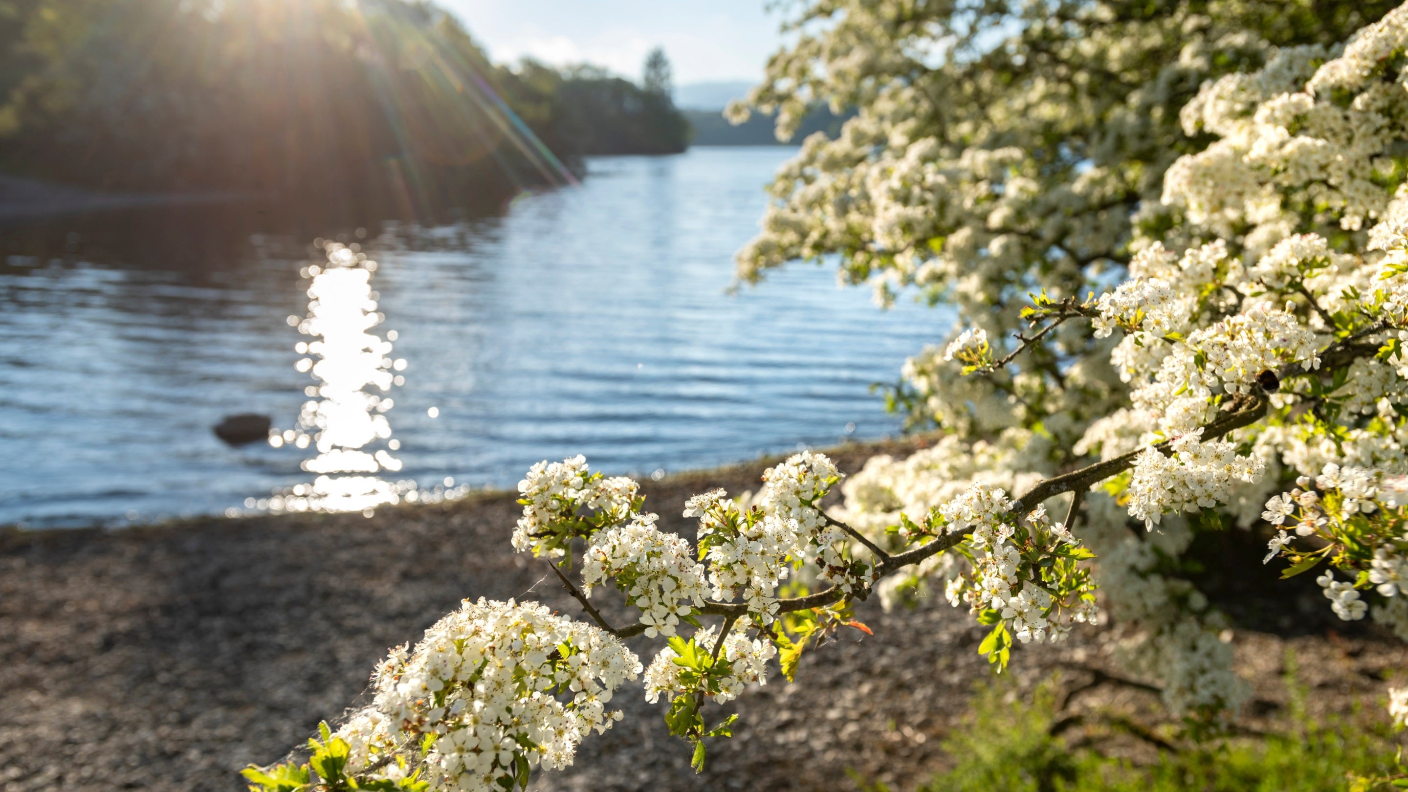 Trees in blossom at the edge of a lake