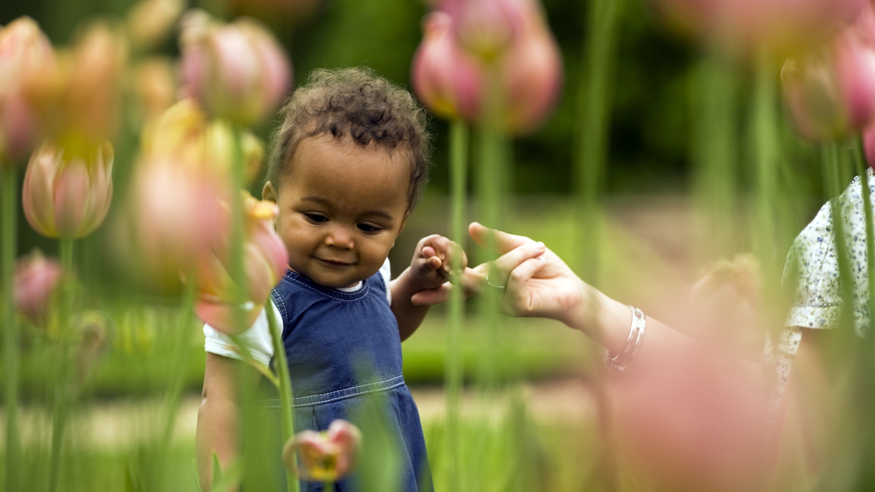 Mother and toddler looking at tulips in the garden at Canons Ashby, Northamptonshire