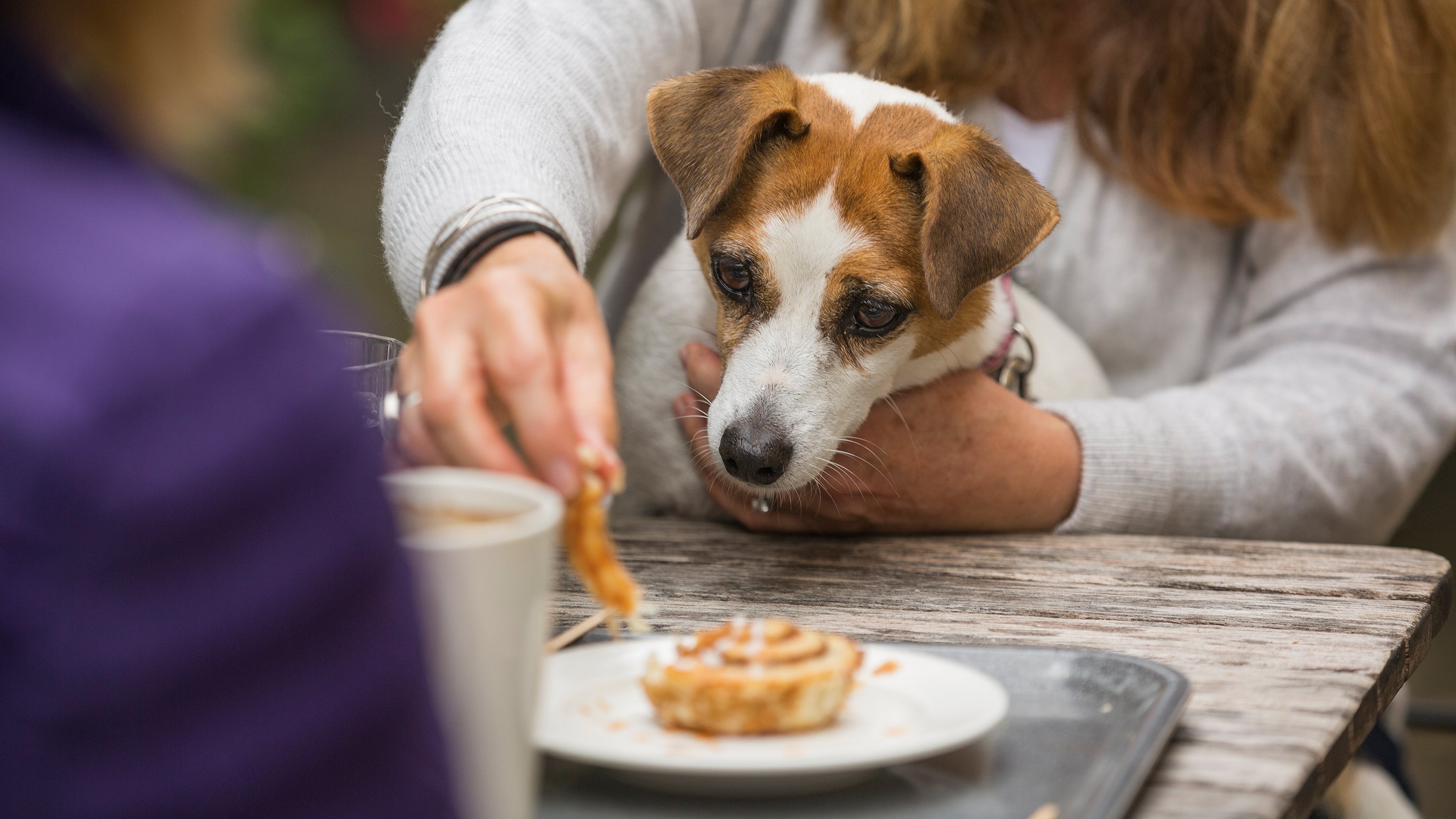 Small dog looks longingly at owners cinnamon roll, whilst sat on their lap at Lyveden cafe's outdoor seating area.