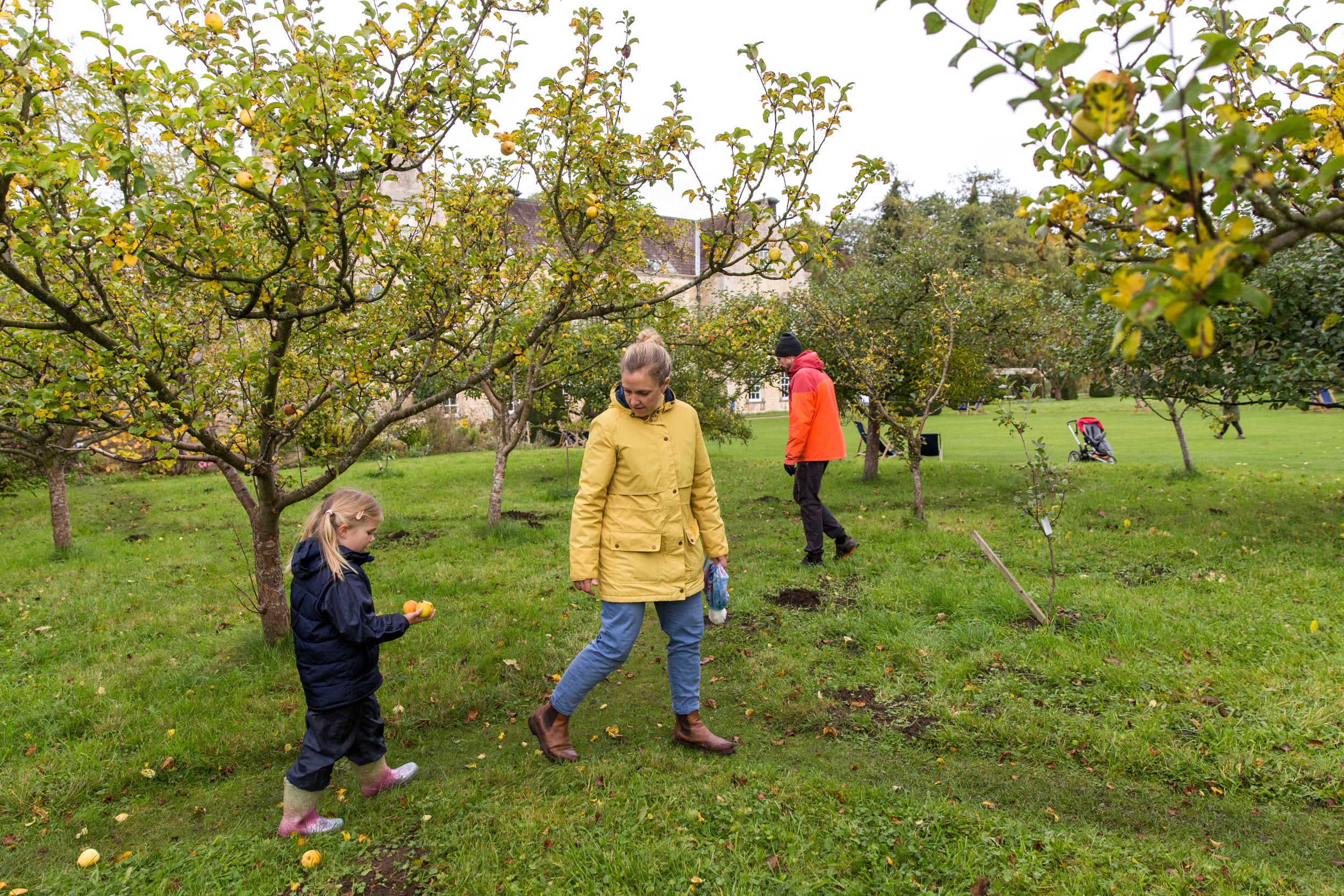Visitors collecting apples in the orchard at Nunnington Hall, North Yorkshire