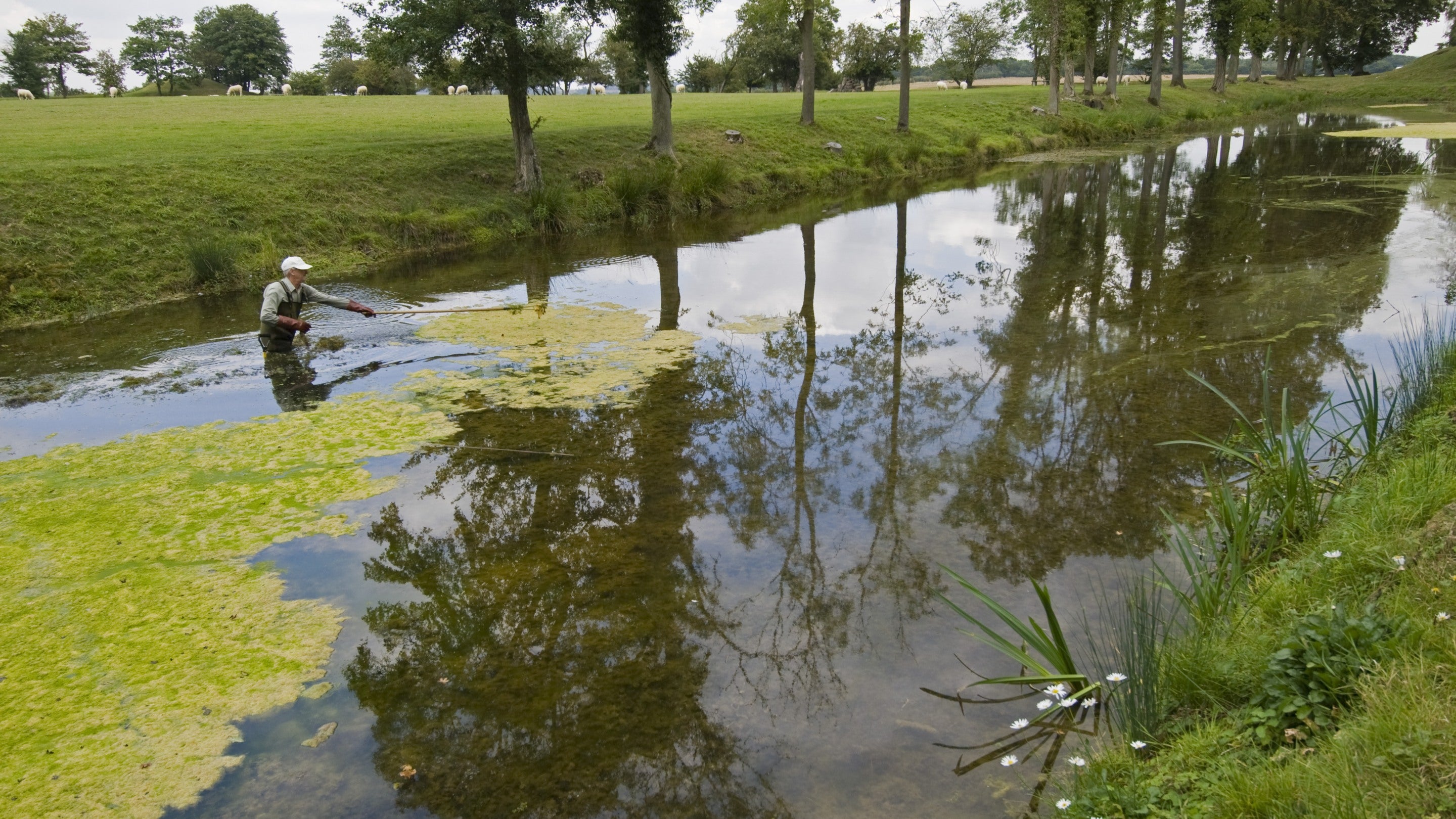 A volunteer clearing the canal of algae at Lyveden New Bield, Peterborough, Northamptonshire.