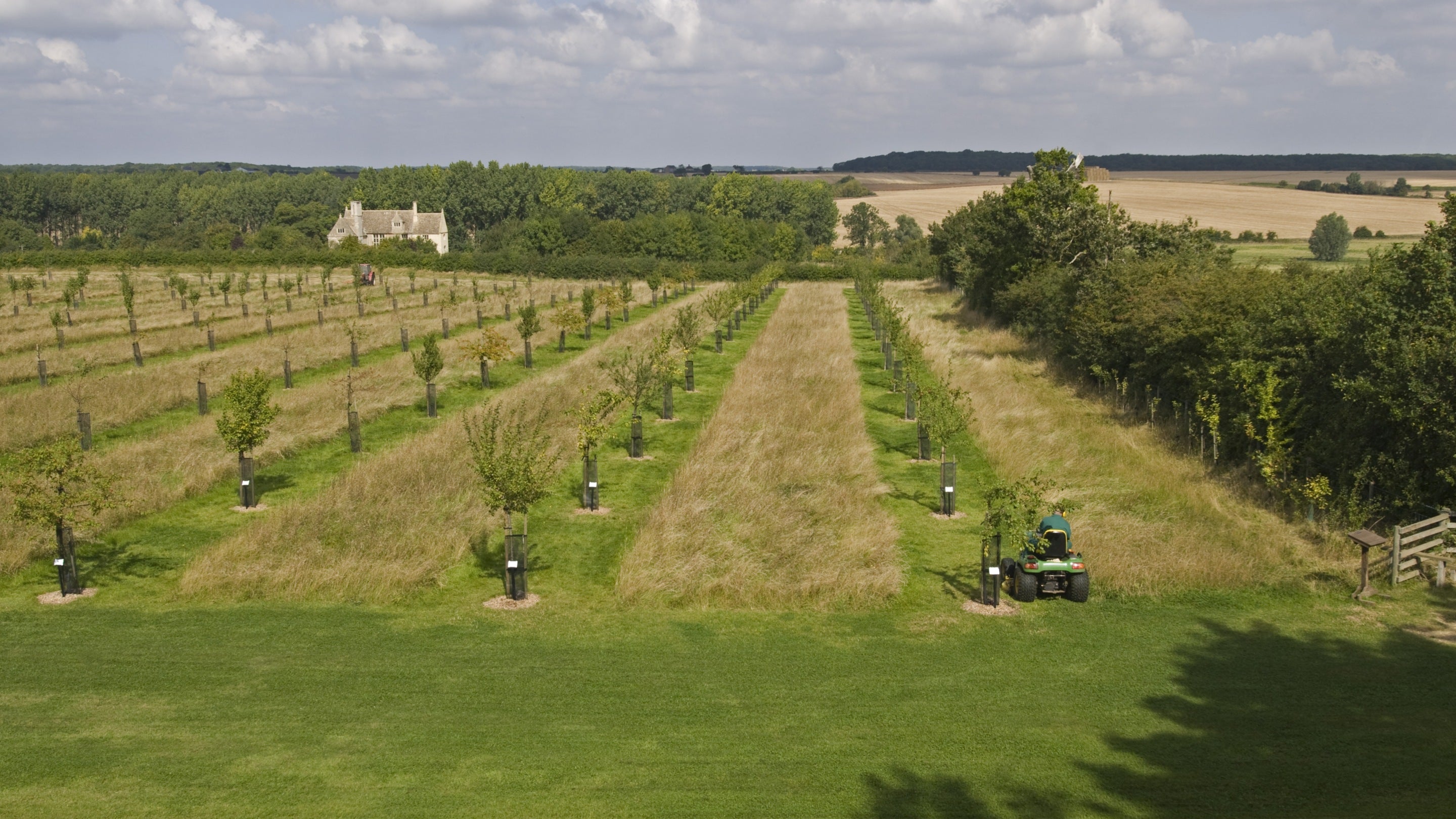 Mowing the long grass in the Orchard at Lyveden New Bield, Peterborough, Northamptonshire.