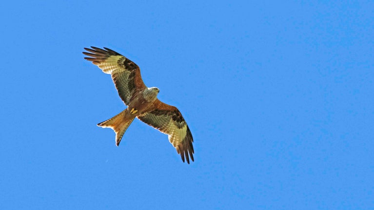 Birds of prey Yorkshire Wildlife Trust