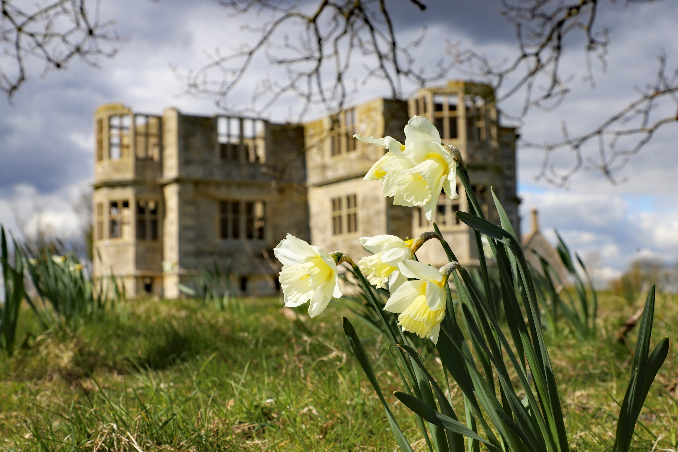 Image showing daffodils infront of an unfinished Elizabethan garden lodge