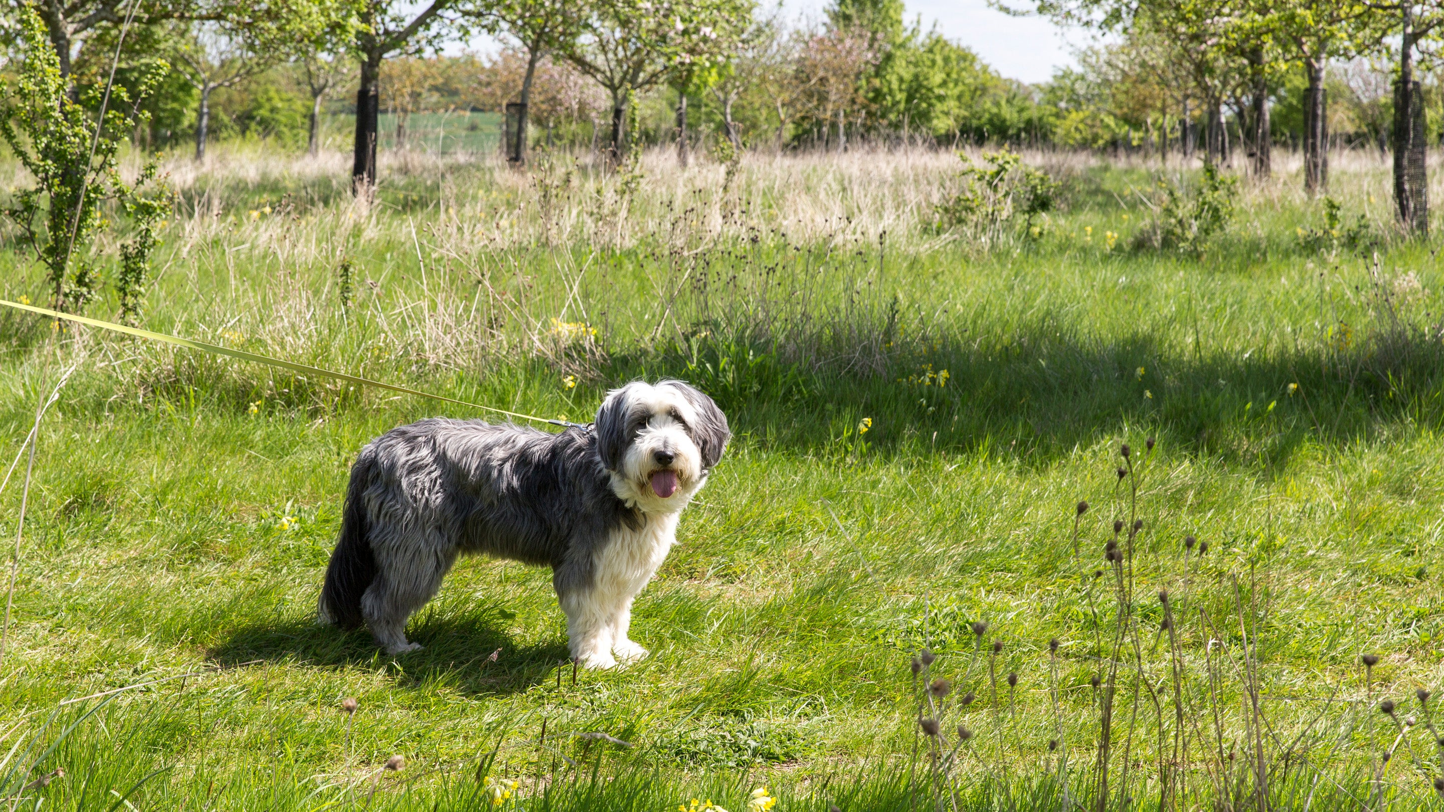 Small dog on a lead, looks towards the camera in a sunny orchard.