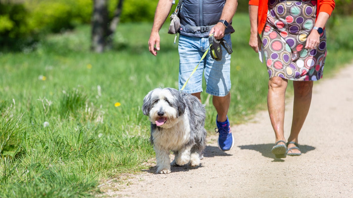 Dog walking at Lyveden │ Northamptonshire National Trust