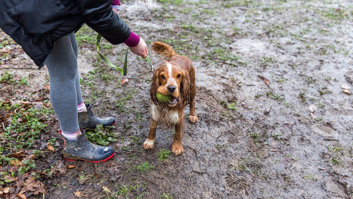 Dog walking at Lyveden │ Northamptonshire National Trust