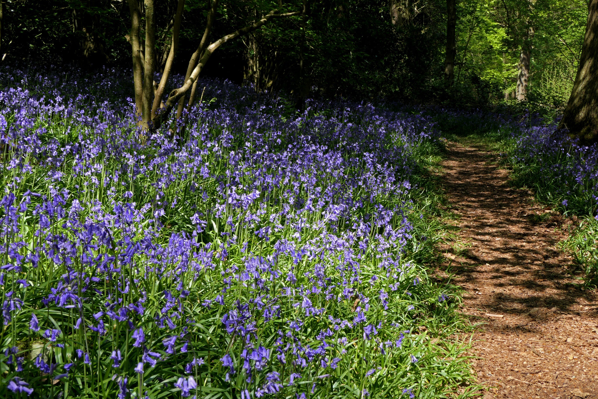 A border of vibrant bluebells beside a winding woodland path.