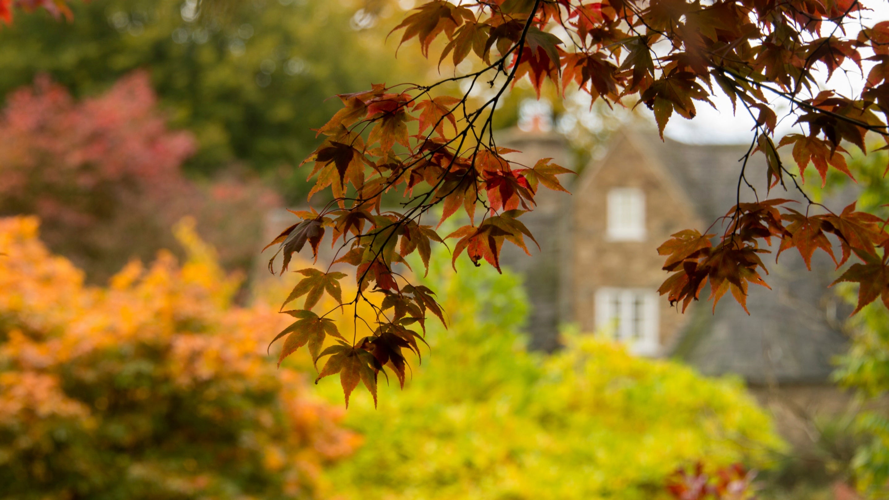 Autumn colour in the garden at Stoneywell, with a red leafy branch framing a distant view of the cottage, with oranges, reds and greens visible in the garden