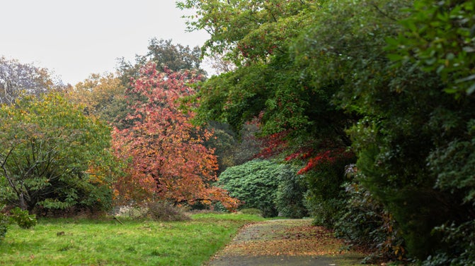 The main drive with autumn colour at Stoneywell