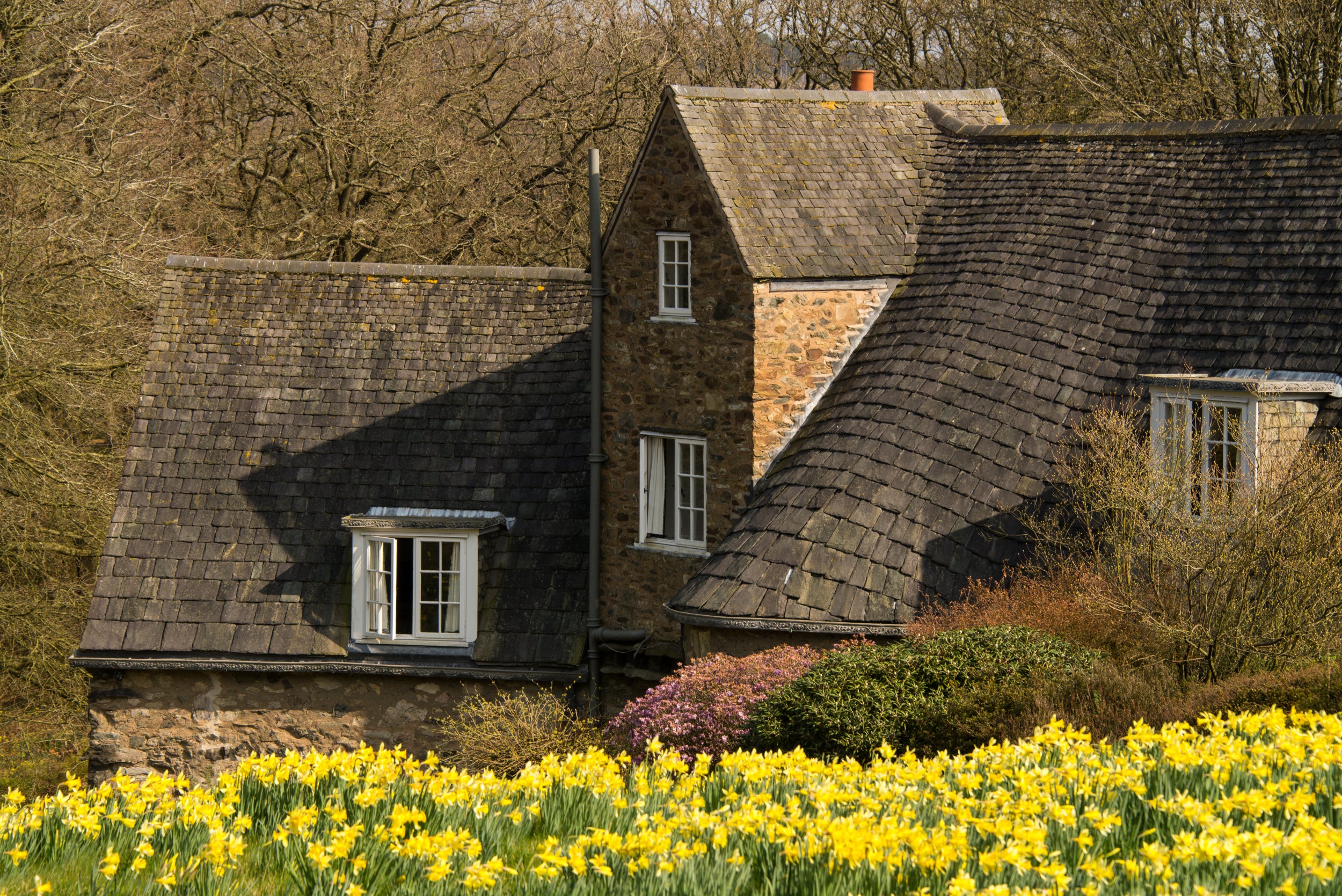 Yellow daffodils cover the meadow beside a stone cottage nestled in the hillside.